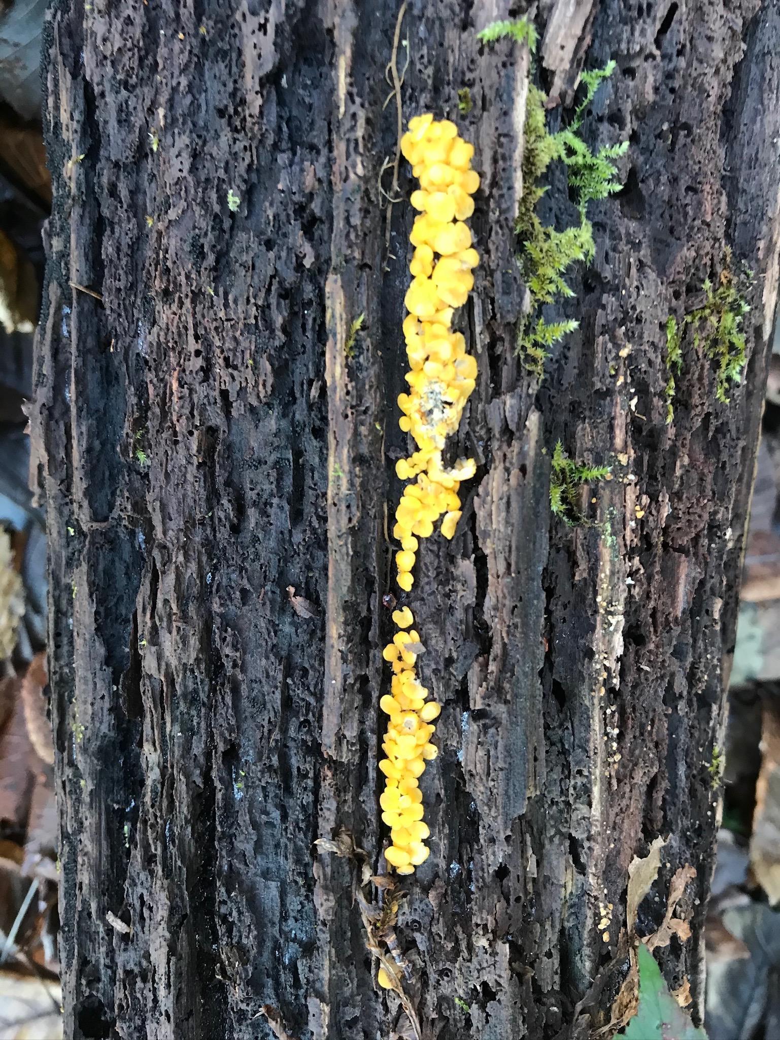 vertical line of yellow slime mold — growing up a crevice in a rotting log
