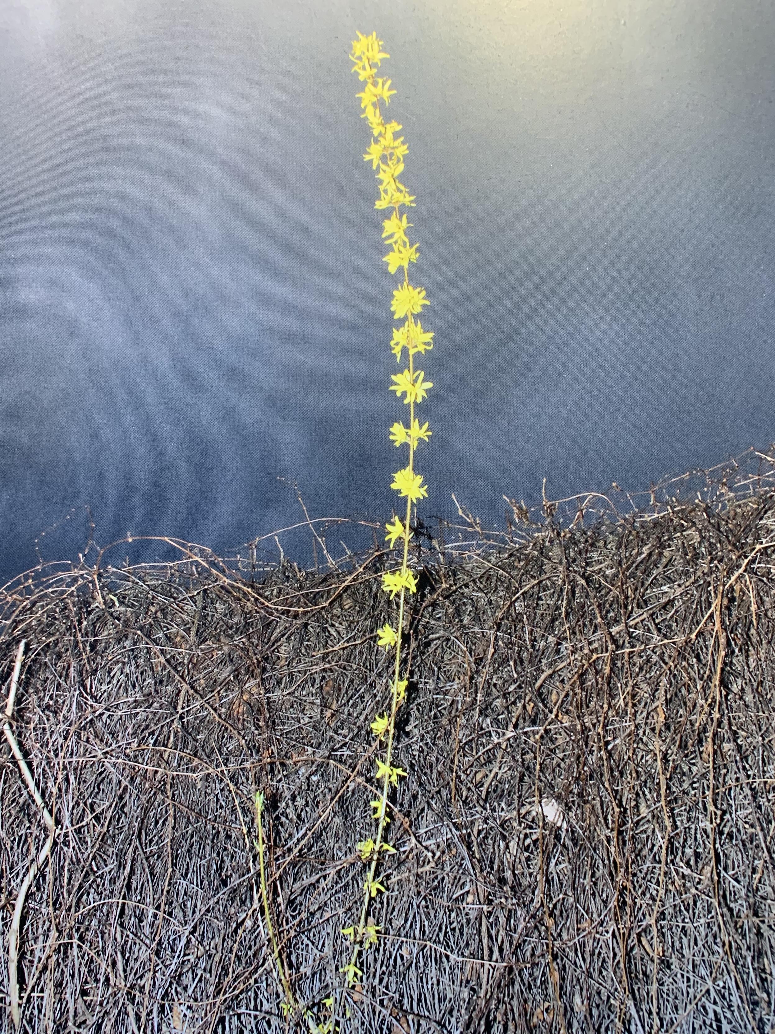 vertical line of yellow forsythia flowers — growing upward into a gray sky — photographer unknown
