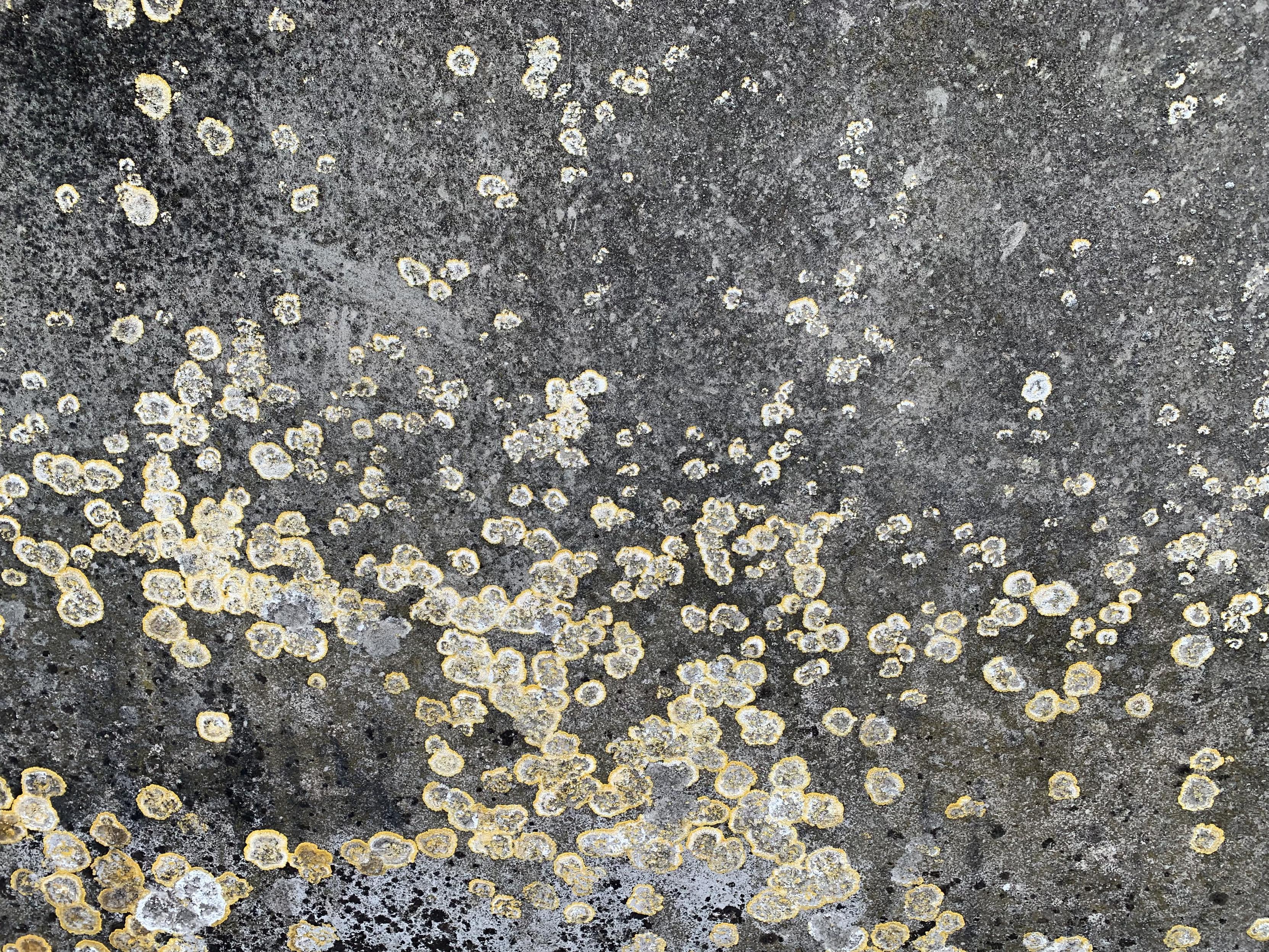 yellow
lichen
on wall
— photographer unknown (maybe me? i forget)