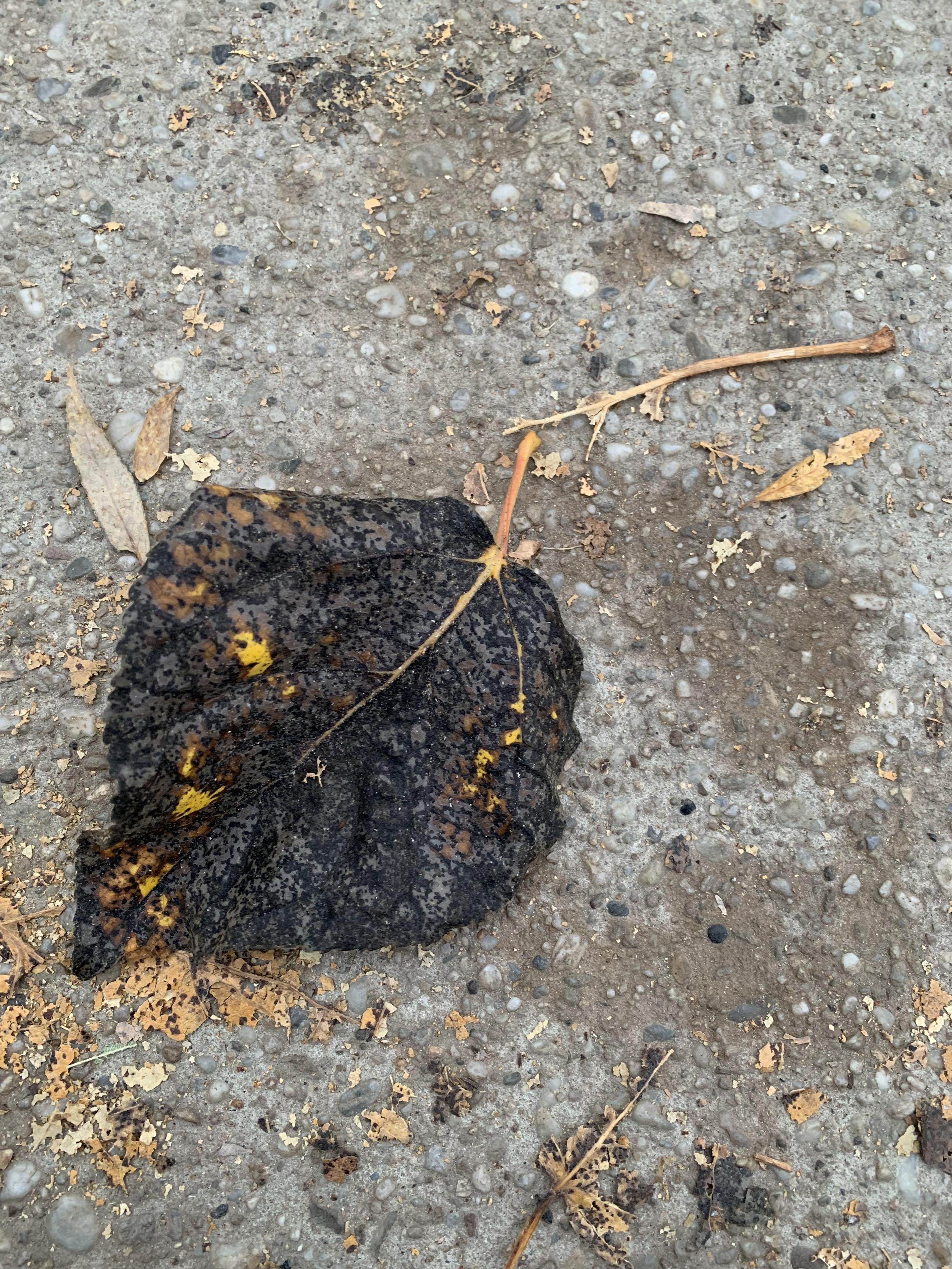 fallen leaf on sidewalk. mostly black with a few yellow spots.