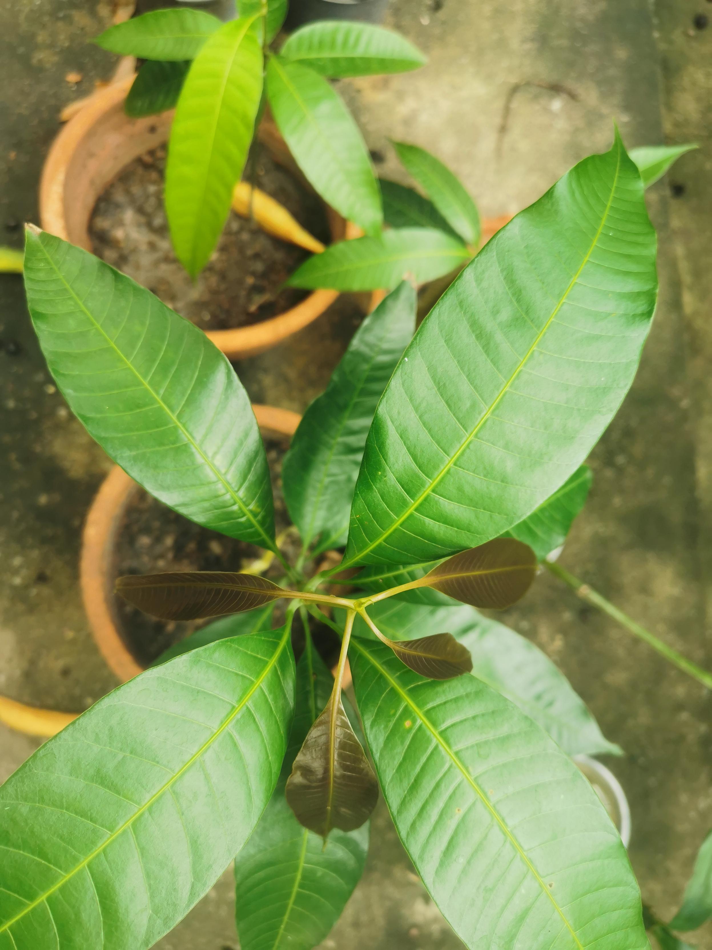 Dark new leaves appear from the top of a mango tree. More green leaves can be seen on this plant potted in a Terra cotta colored pot, two other smaller mango trees can also be seen