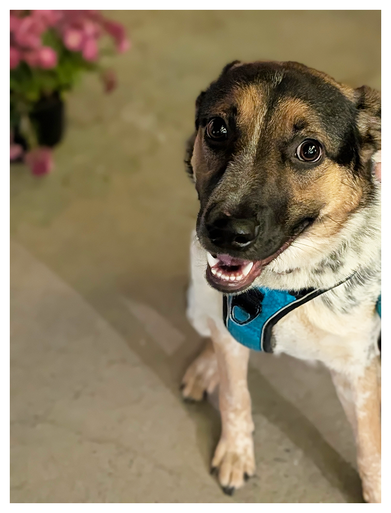 A happy dog with a black and tan face, wearing a blue harness, sits on a concrete patio. olive's mouth is slightly open, eyes wide. out of focus in the background, potted pink mums.