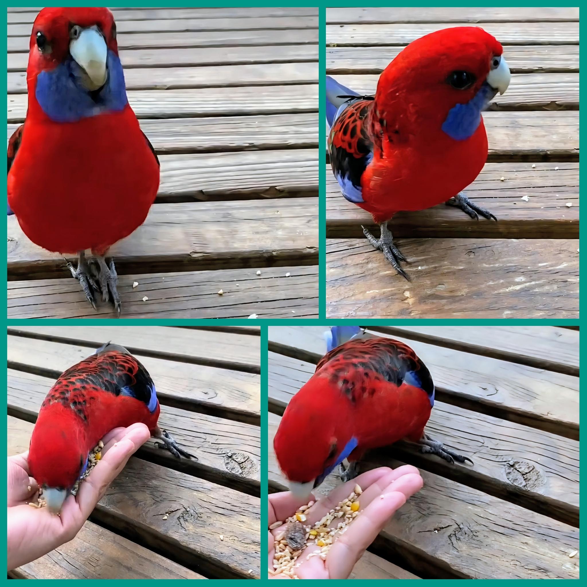 Four-photo collage of a crimson rosella visiting me on a wooden café table. Of course I grabbed some birdseed from my bag, and he ate straight from my hand.