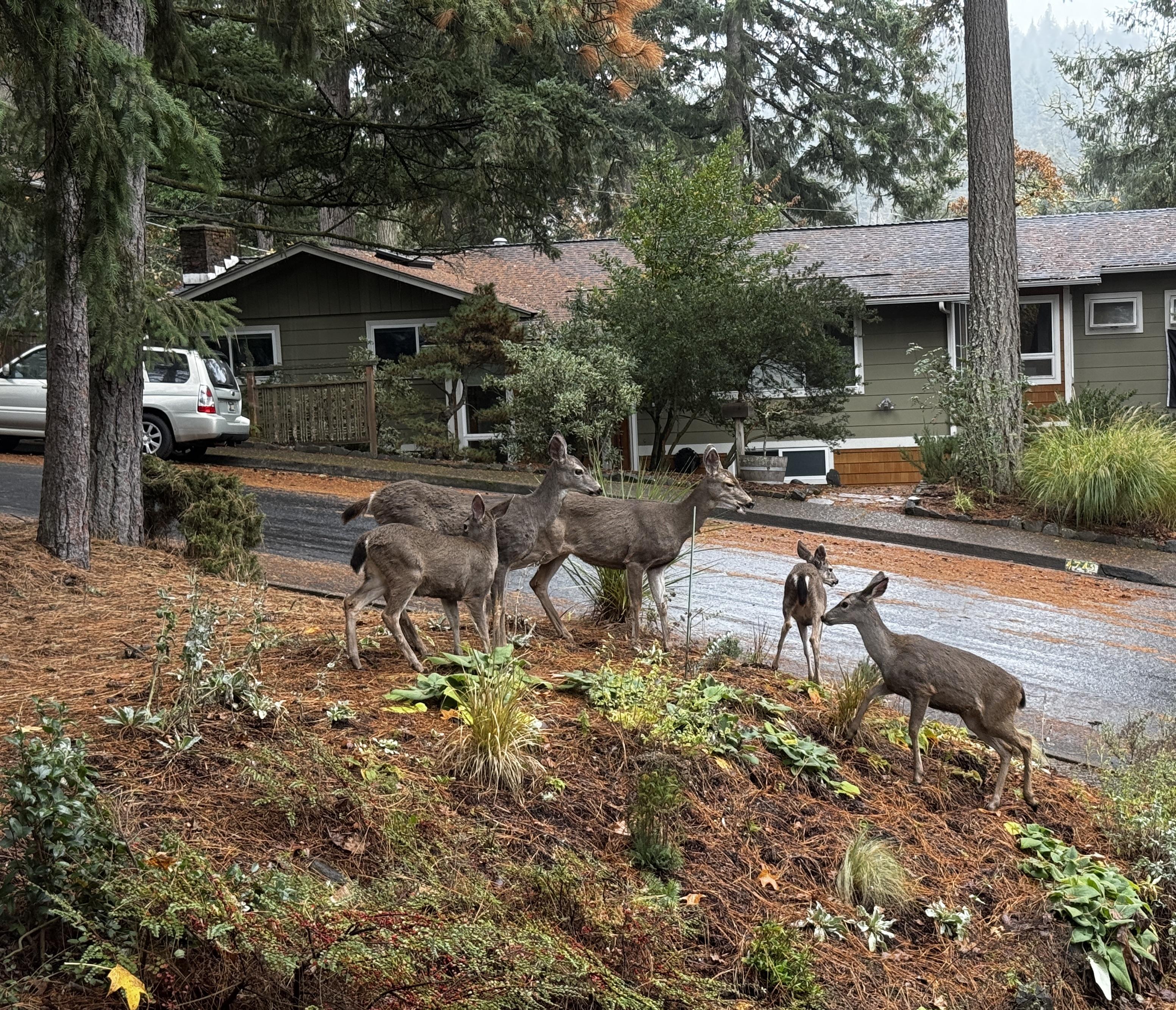 Five mule dear standing around some decorative plants.