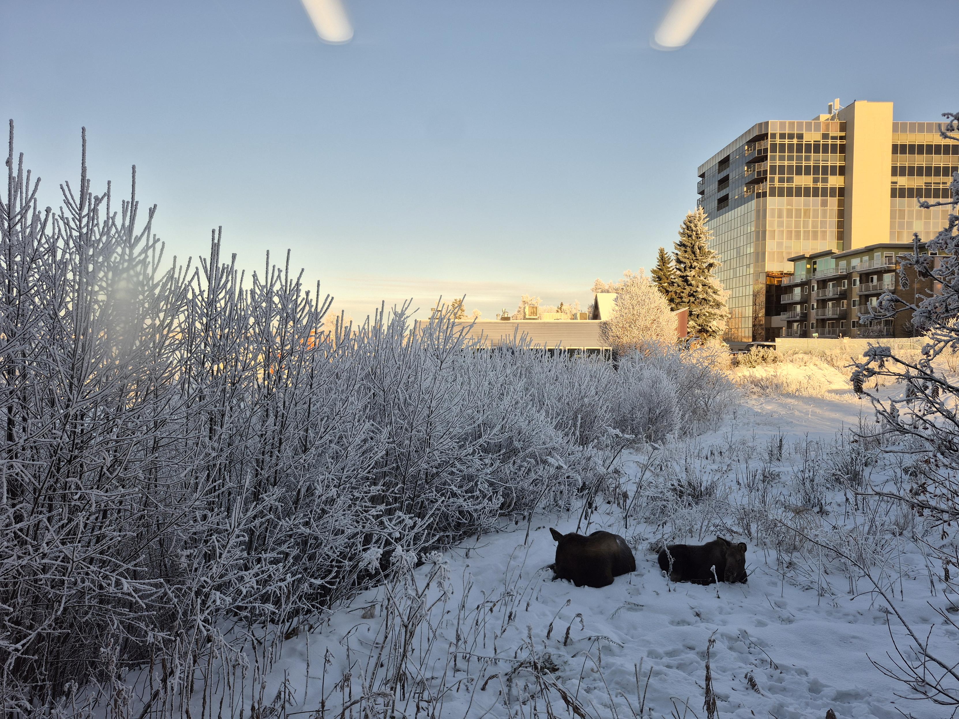 Two moose snoozing in the meadow outside my office. The trees are encrusted in a coral of hoar frost. The sky is pale blue and yellow light is reflecting in off the buildings in the distance.