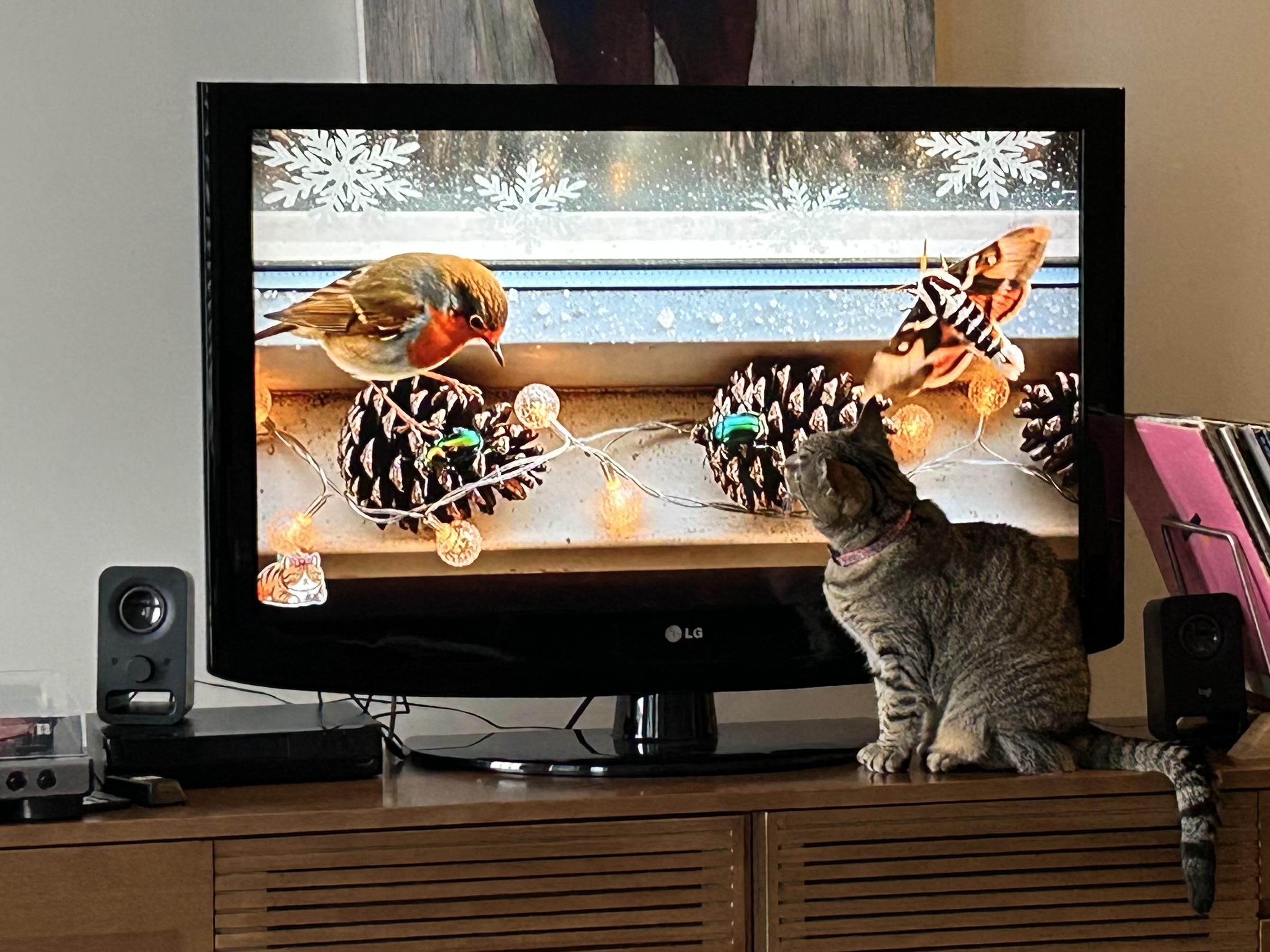 A finch and a moth near snowy pinecones and fairies lights