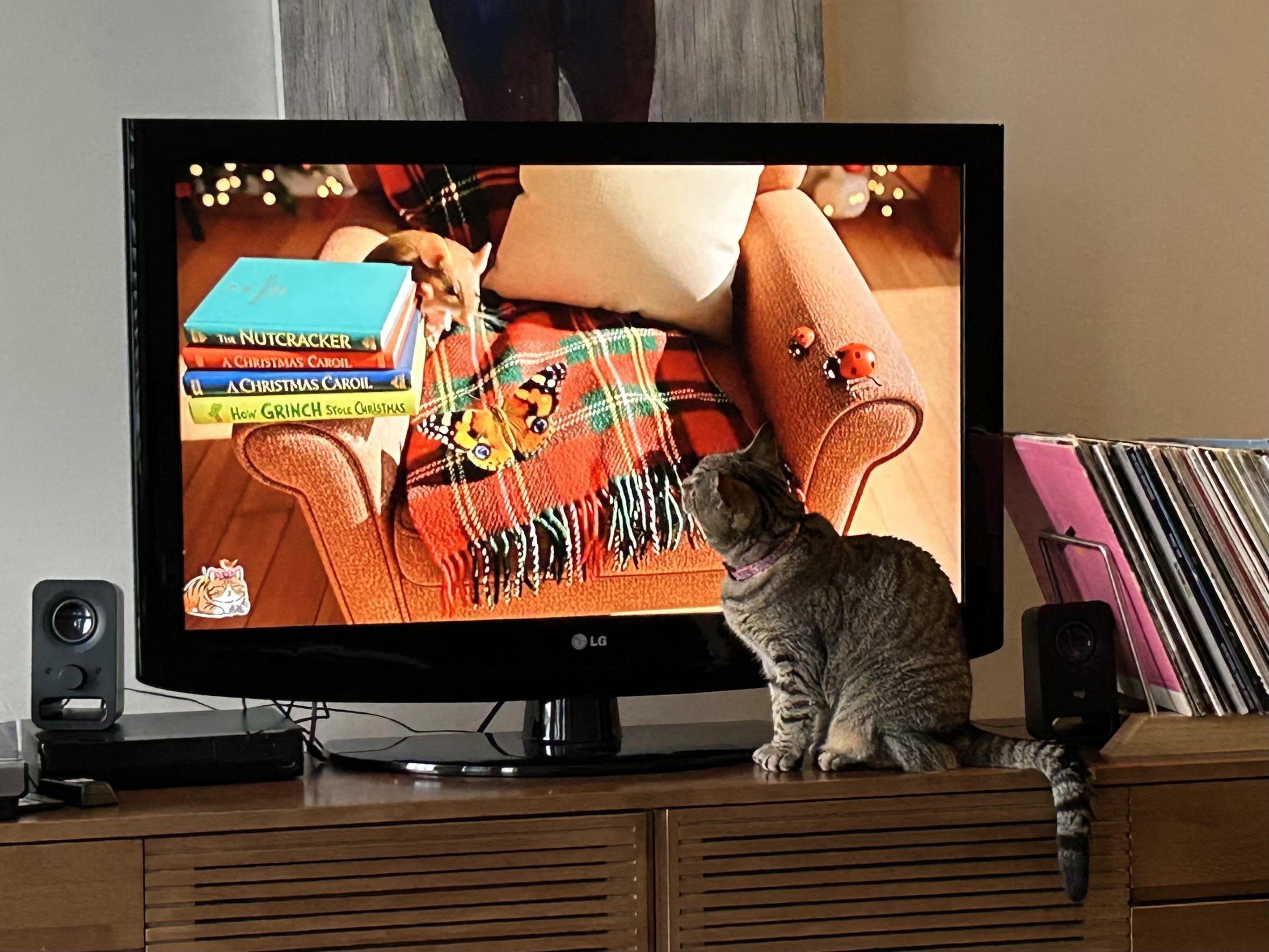 A field mouse and a monarch butterfly on a comfy library chair