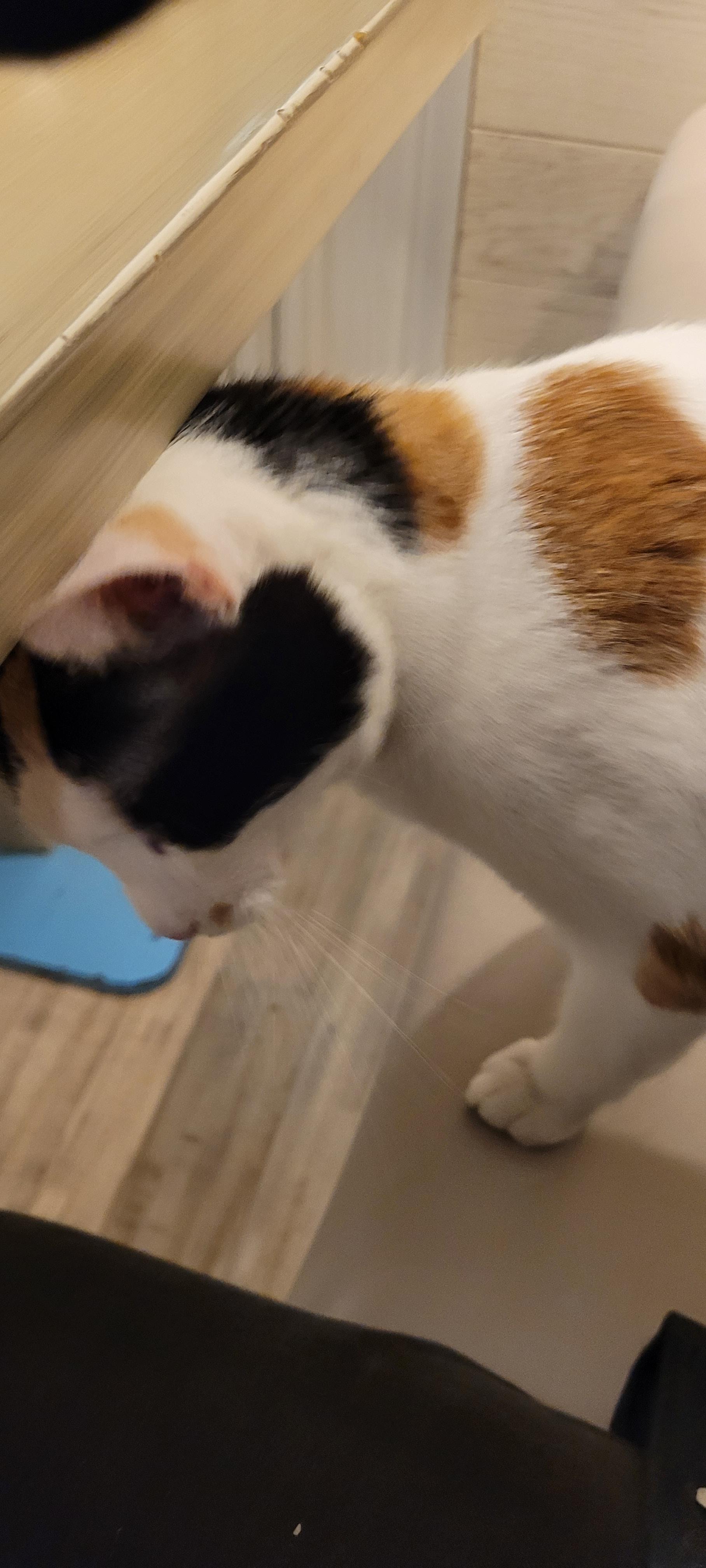 The same fella has found a gap under my arm and is attempting to rub the table to death whilst sneaking onto where the food lives.