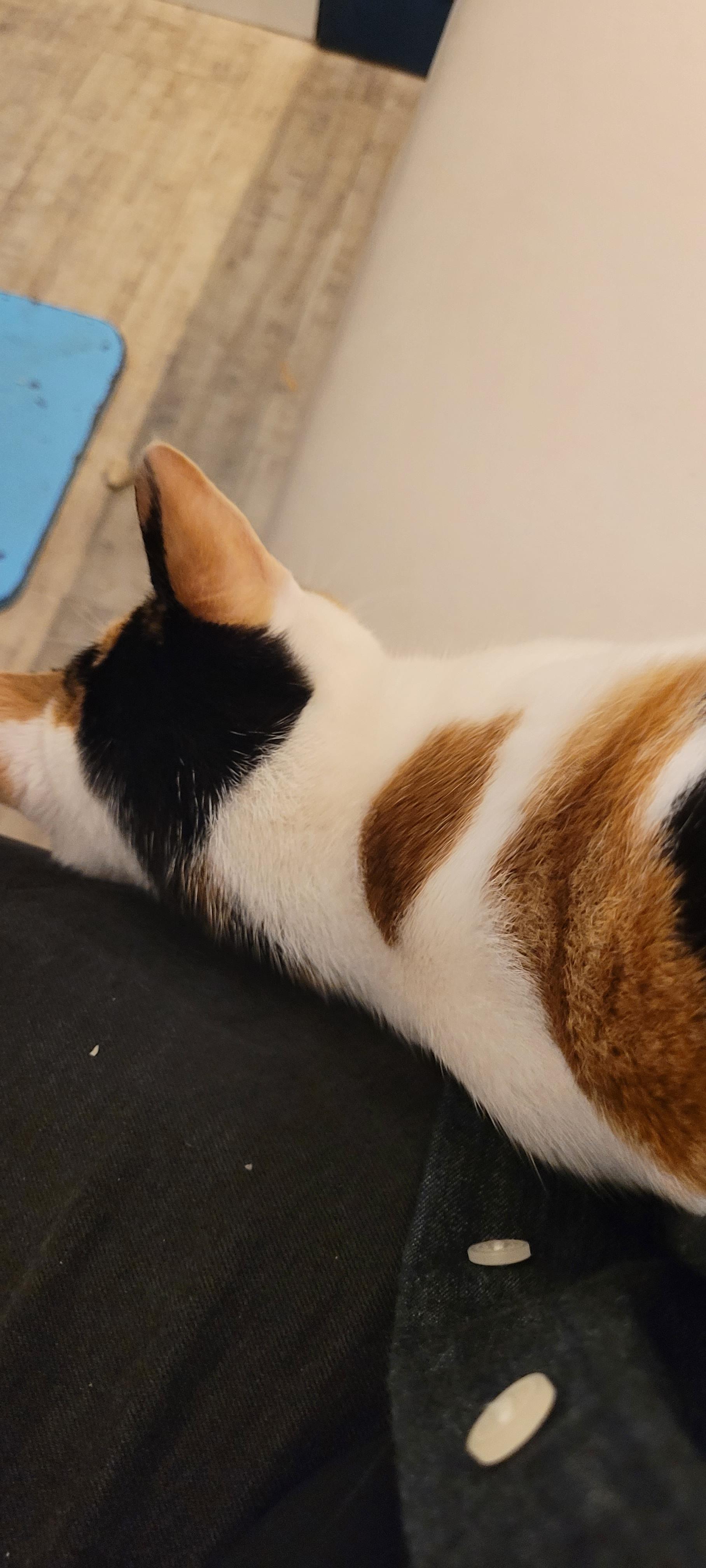 White and tortoiseshell cat absolutely going to town on my leg. With its face. In a nice way.