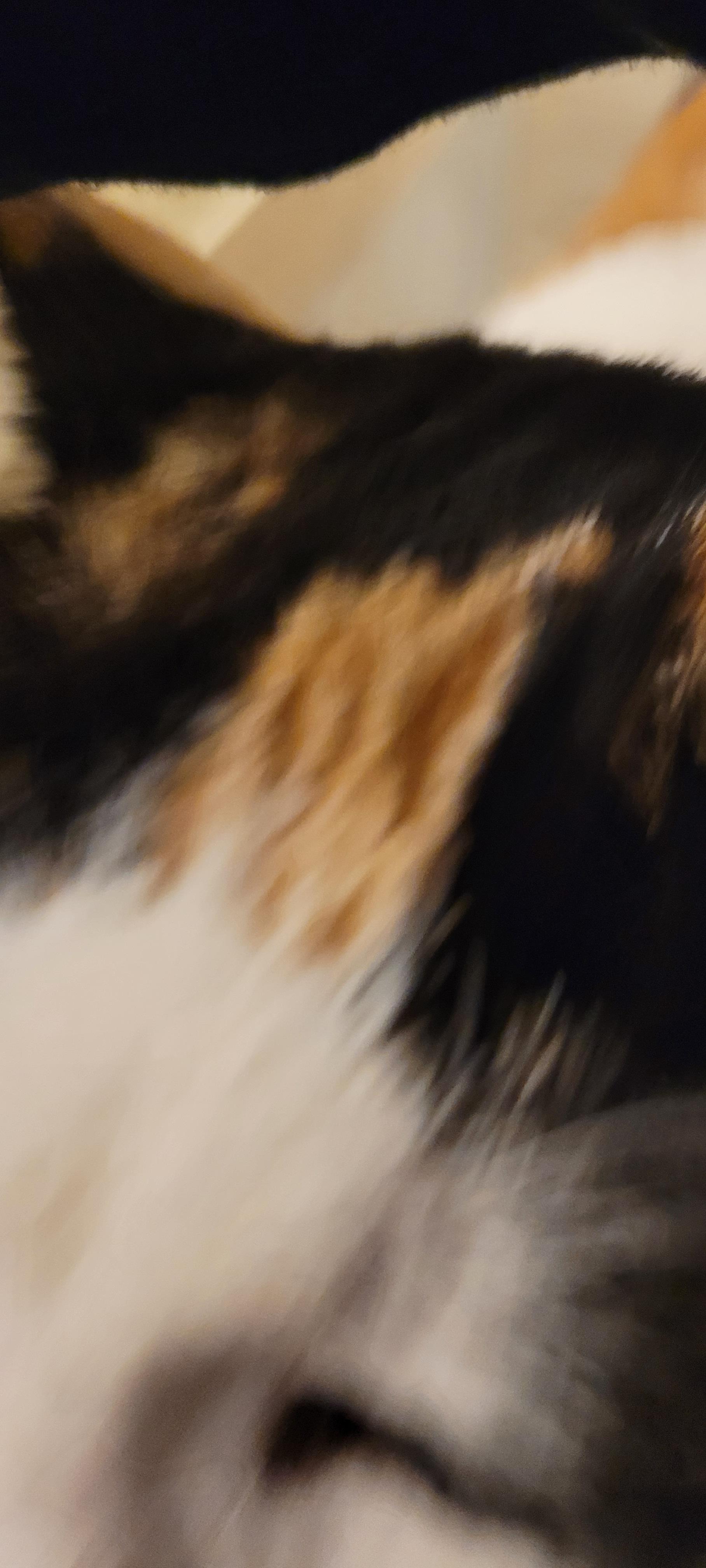 This MFer is trying to climb inside my body. Cheeky little cat. I am in love with it but I've been hurt before.