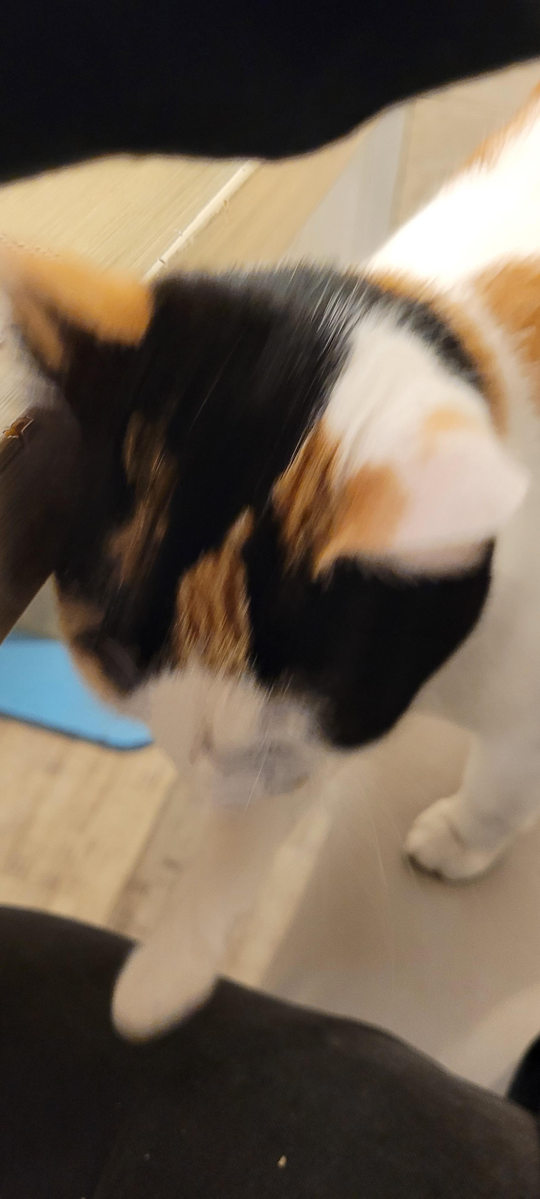 Breach! Breach! Kitty has gone through the arm hole and entered the leg zone.