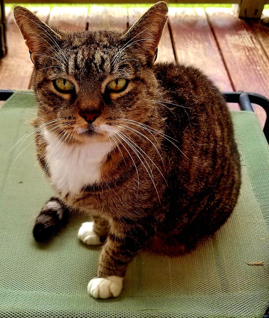 Charley Cat (R.I.P. 2019) perturbed because it is cold outside on the front porch. He is sitting on a standing hammock seat, facing me and glaring at me. He has a typical tortie tabby coat with a white chest and white paws. Very dapper fellow, if moody.