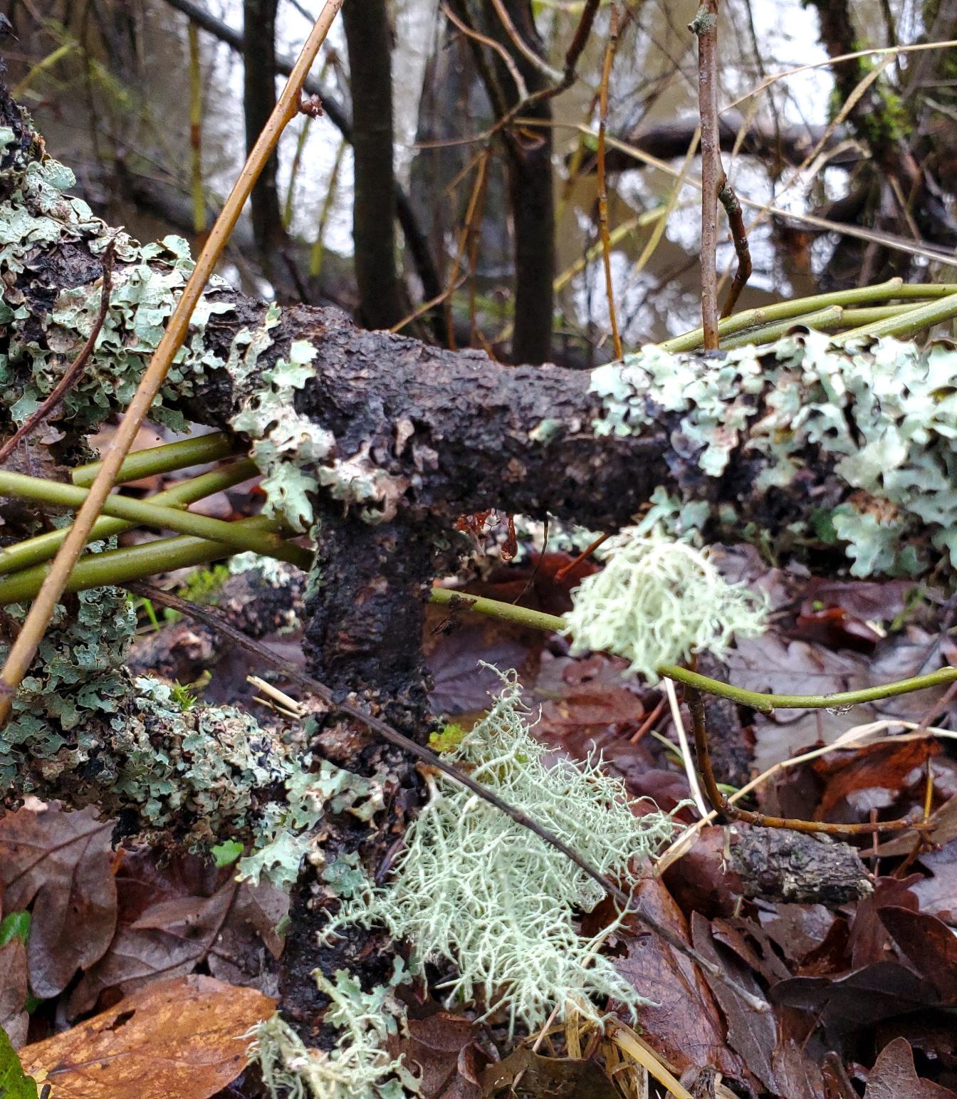 Close-up of a lichen-covered branch with multiple green, green-grey, and off-white lichens and green shoots in a forest setting, with fallen brown leaves on the forest floor, and bare trees in the background. Close-up of a lichen-covered branch with multiple green, green-grey, and off-white lichens and green shoots in a forest setting, with fallen brown leaves on the forest floor, and bare trees in the background.