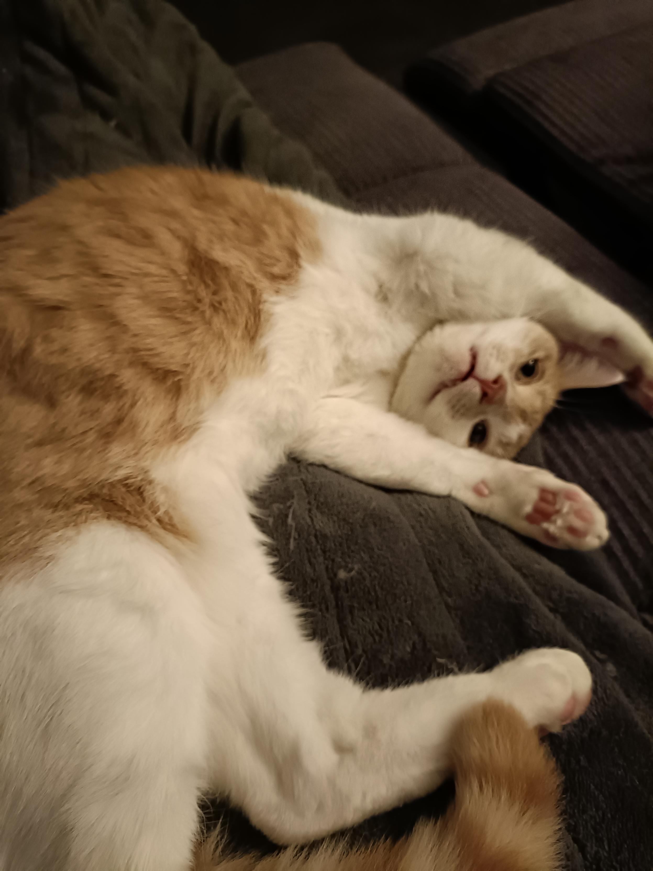 Ishi the toffee and white partially inverted cat