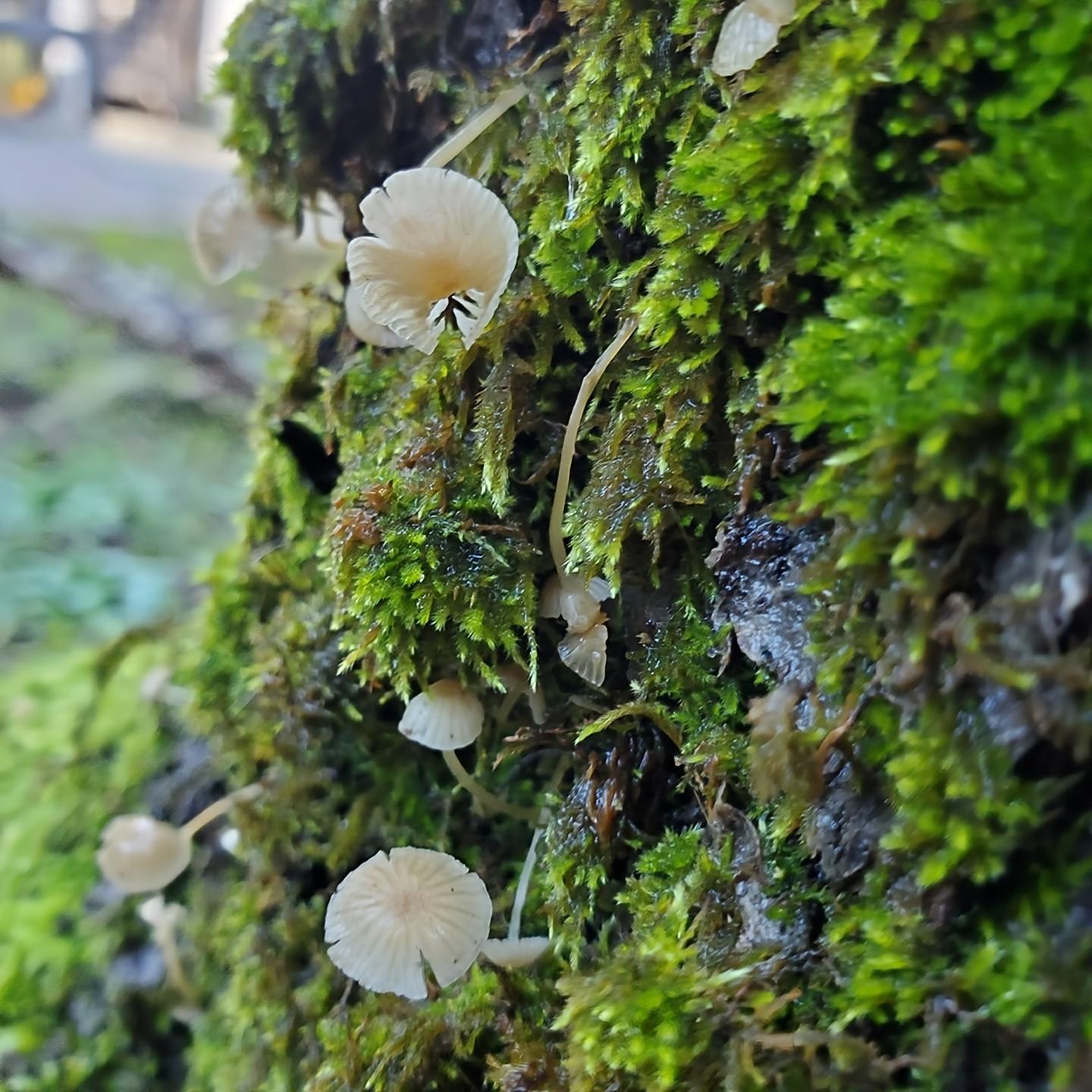 Close-up of a tree trunk covered in bright green moss, with several small, white, umbrella-shaped mushrooms growing from it. The mushrooms have delicate, translucent caps and thin stems. The moss is vibrant and lush, partially obscuring the texture of the tree bark.