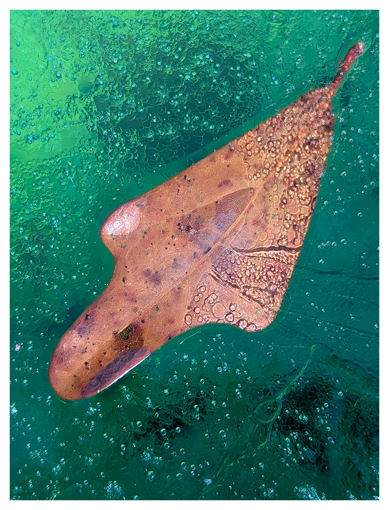 A brown leaf covered in water droplets sits on a textured surface of bright, turquoise ice. other dark leaves are visible below at various depths.