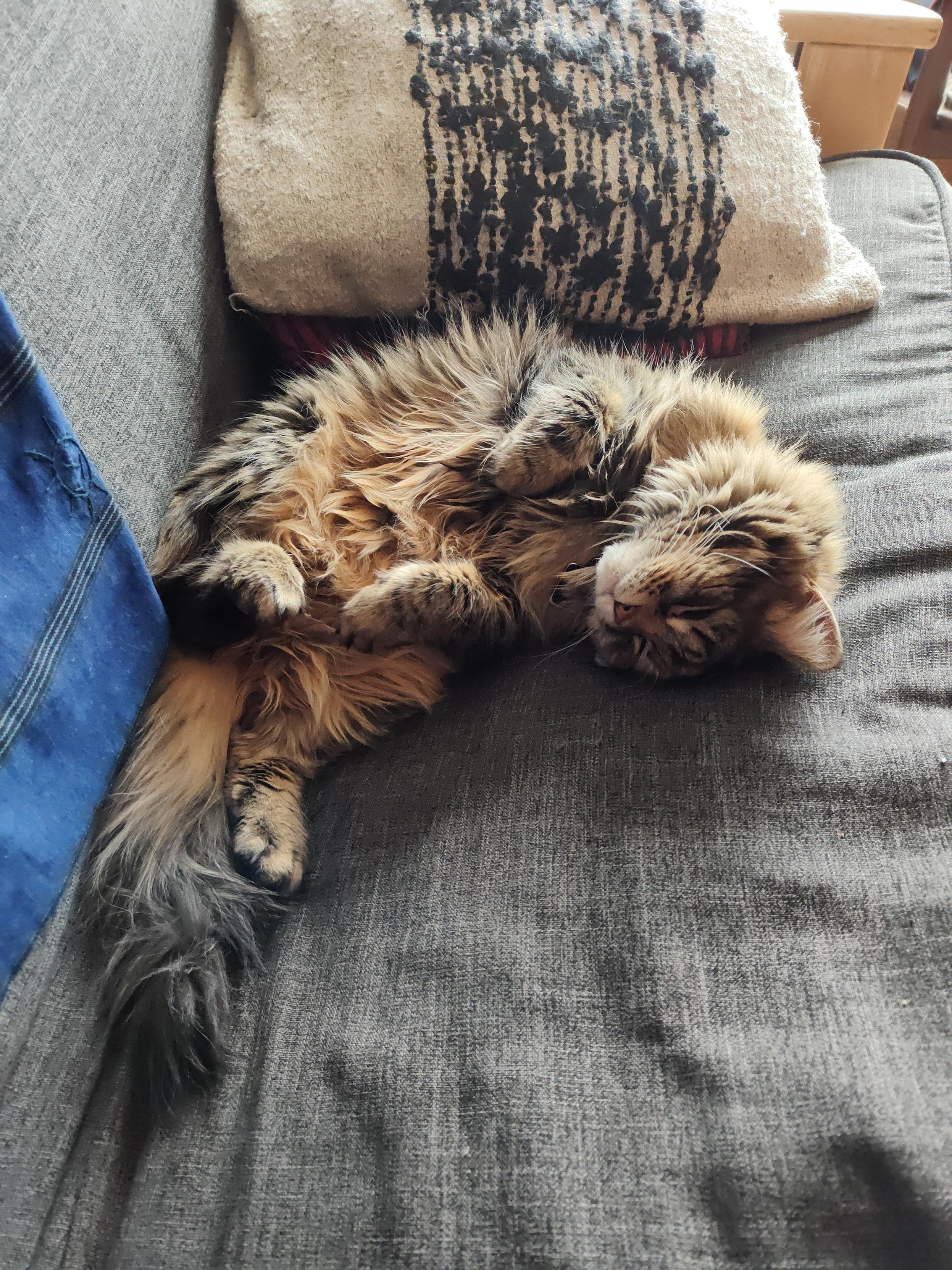A Siberian looking mutt of a cat reclines on her back with her fuzzy belly displayed for any passing hawk or owl to attack. Luckily she's inside on a grey sofa, whew!