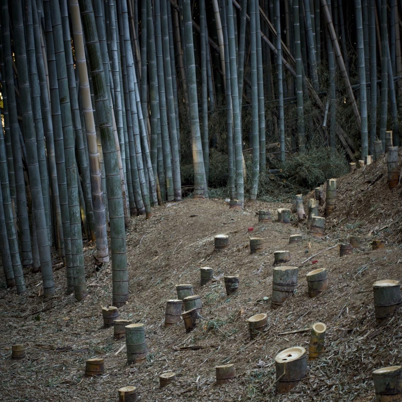 A square format shot of a bamboo grove which has been recently cut back. On the left are the remaining trunks forming a densely packed backdrop of blue-green limbs climbing and swaying out of the frame. The upper leaves are cropped leaving only the ribbed lower stems. To the right and peppering a leafy, sawdust strewn bank are the amputated stumps, at least thirty in number. The felled trunks have been removed. It is an image of contrasting halves.