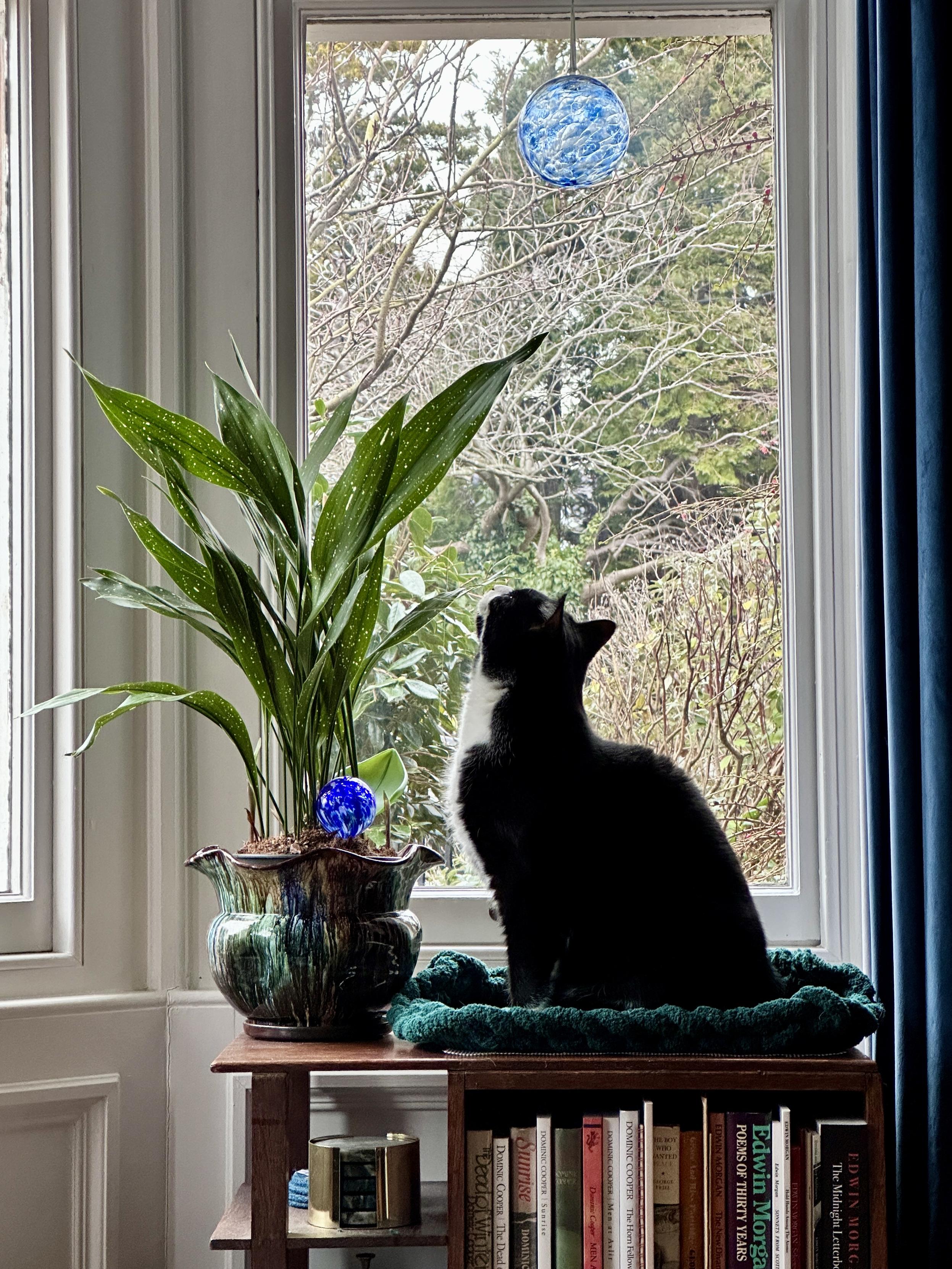 Donnie, a black and white cat, sits upright atop a cosy green pad on a small modernist bookcase in front of a bay window. A selection of books by Scottish writers can be seen on the shelf below where he sits. Outside the window are trees and shrubs, and at the top of the window hangs a blue glass witch’s ball. To his left is a colourful ceramic planter with an aspidistra growing in it.
Donnie is gazing up towards the heavens, and he is perfect.