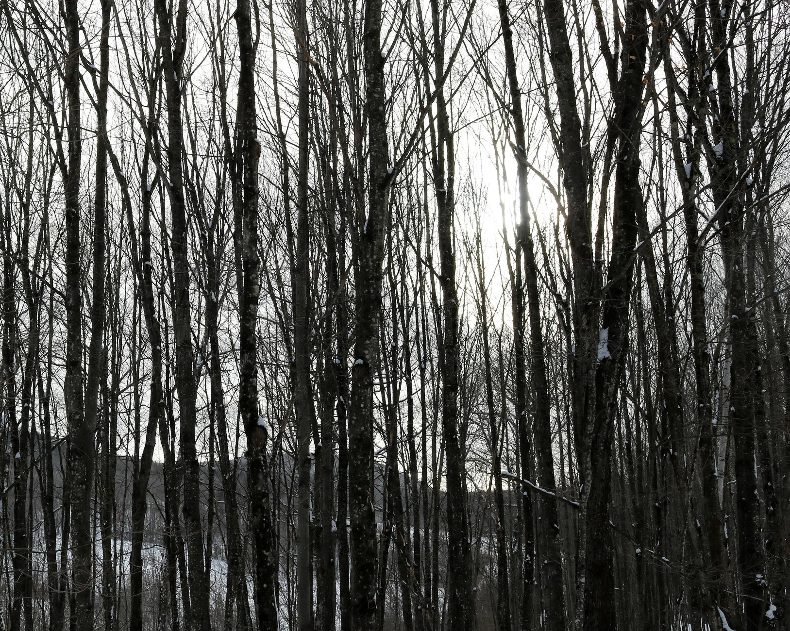 Photograph of a maple forest in winter, showing a landscape of snow-covered hills and a veiled sun in a white sky, seen through the bare branches and very straight, thin, dark trunks of the trees. The photo is in colour, but appears to be in black and white.

Photographie d'une forêt d'érables en hiver, montrant un paysage de collines enneigées et un solei voilé dans un ciel blanc, vus à travers les branches dénudées et les troncs très droits, minces et foncés des arbres. La photo est en couleurs, mais semble être en noir et blanc.