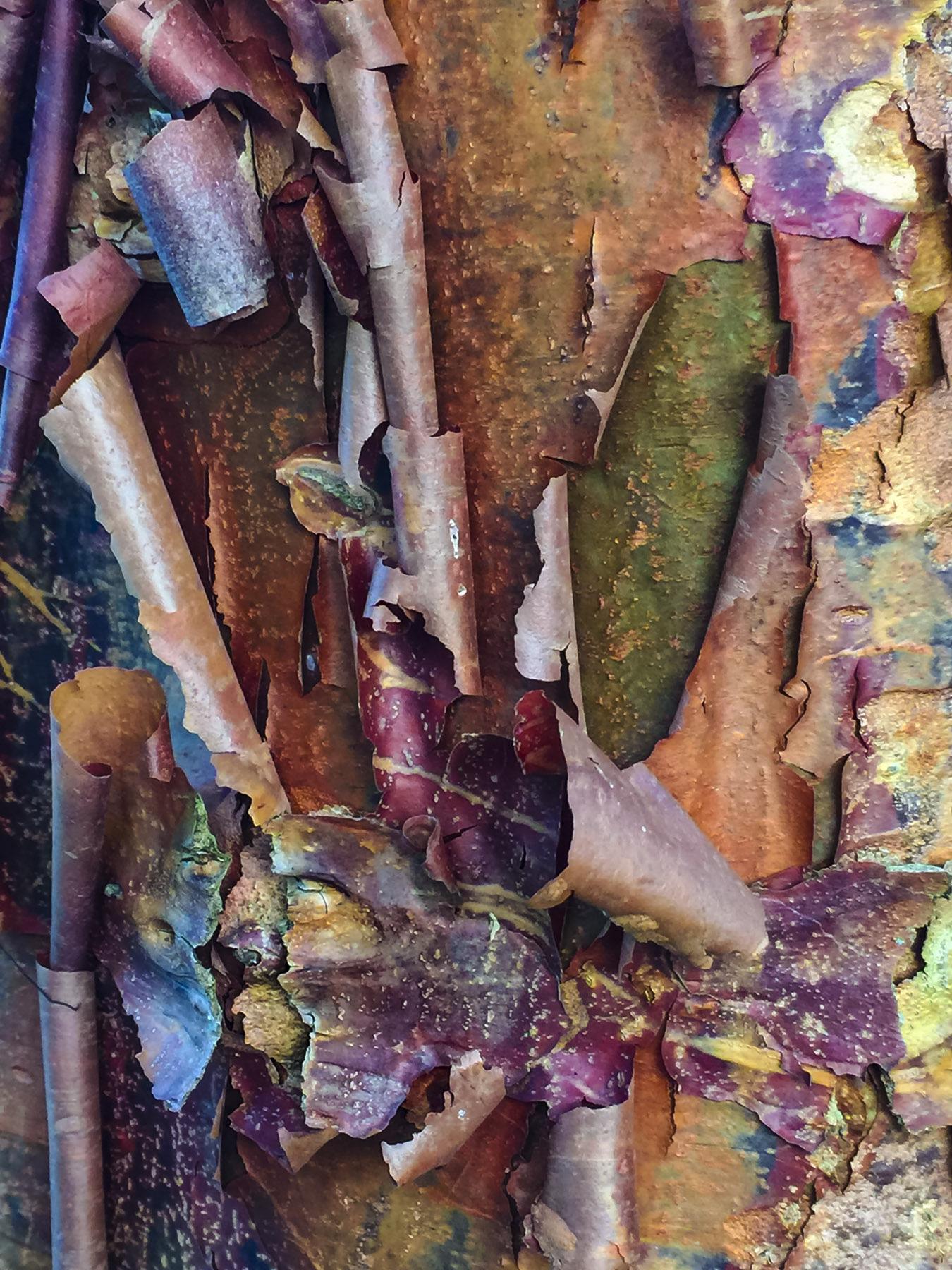 Appealing Birch—Close view of a birch tree trunk that is peeling in many thin layers with curls of paper-like bark revealing green, orange, rust, maroon and more colors.