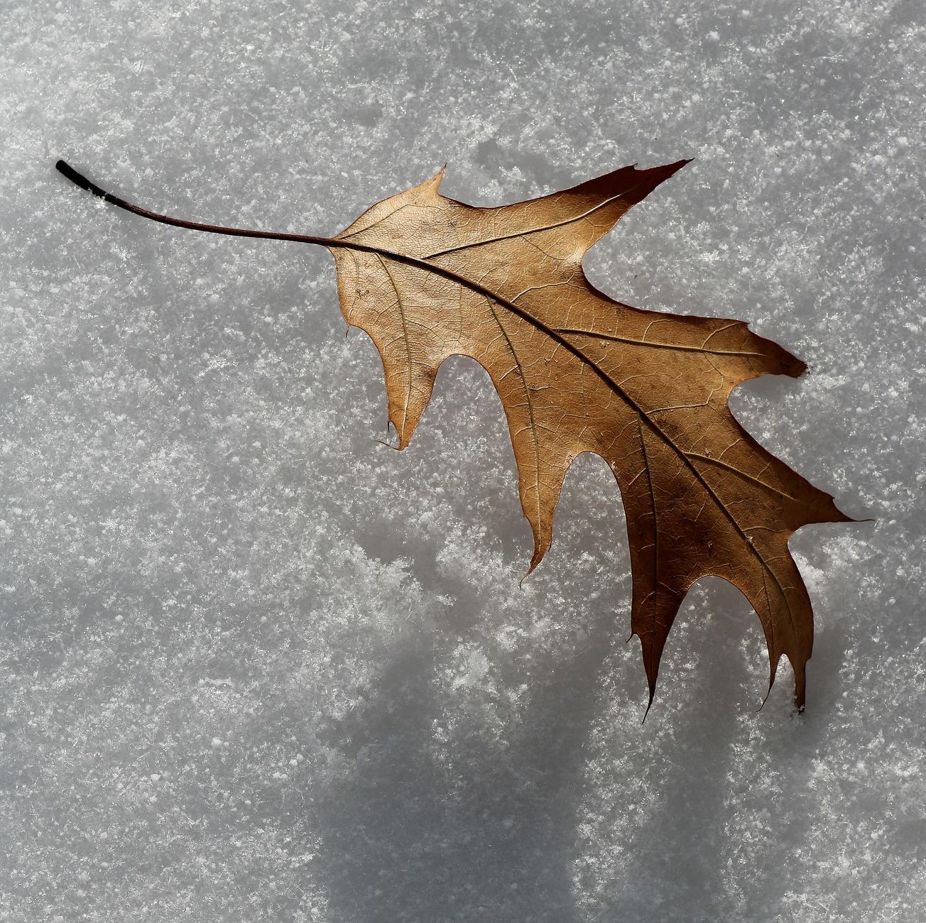 Photograph of a brownish-orange oak leaf, fallen onto the white, powdery snow. The leaf is in the sun, its veins clearly visible. Its shadow is cast on the snow.
Photographie d'une feuille de chêne brune orange, tombée sur la neige blanche et poudreuse. La feuille est au soleil et ses nervures sont très apparentes. Son ombre est projetée sur la neige.