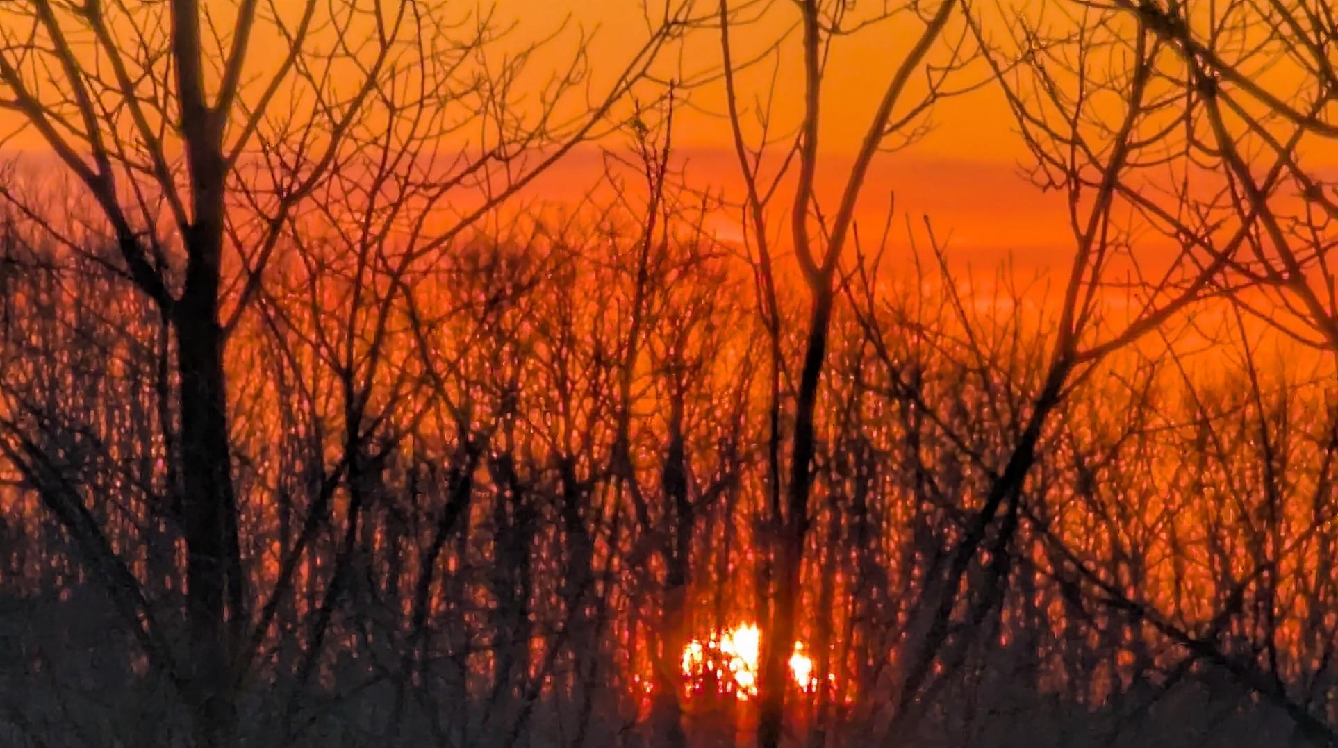 Photo of sunset. Cropped so that all that shows is top half of bright Sun on the horizon behind the dark silhouettes off numerous barren trees, with sky of various shades of orange and red.