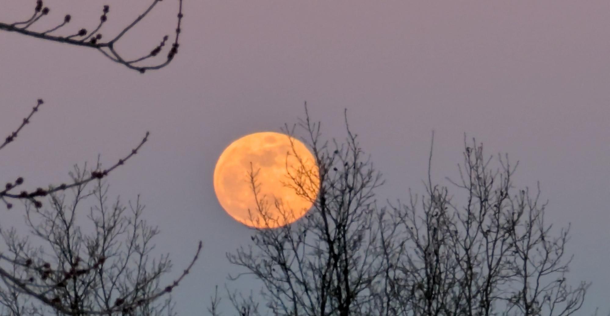 Photo of full Moon rising. Tops of some trees seen, with some branches in front of the Moon. Branches of a closer tree seen on the left. The sky is clear and appears grey in the photo.