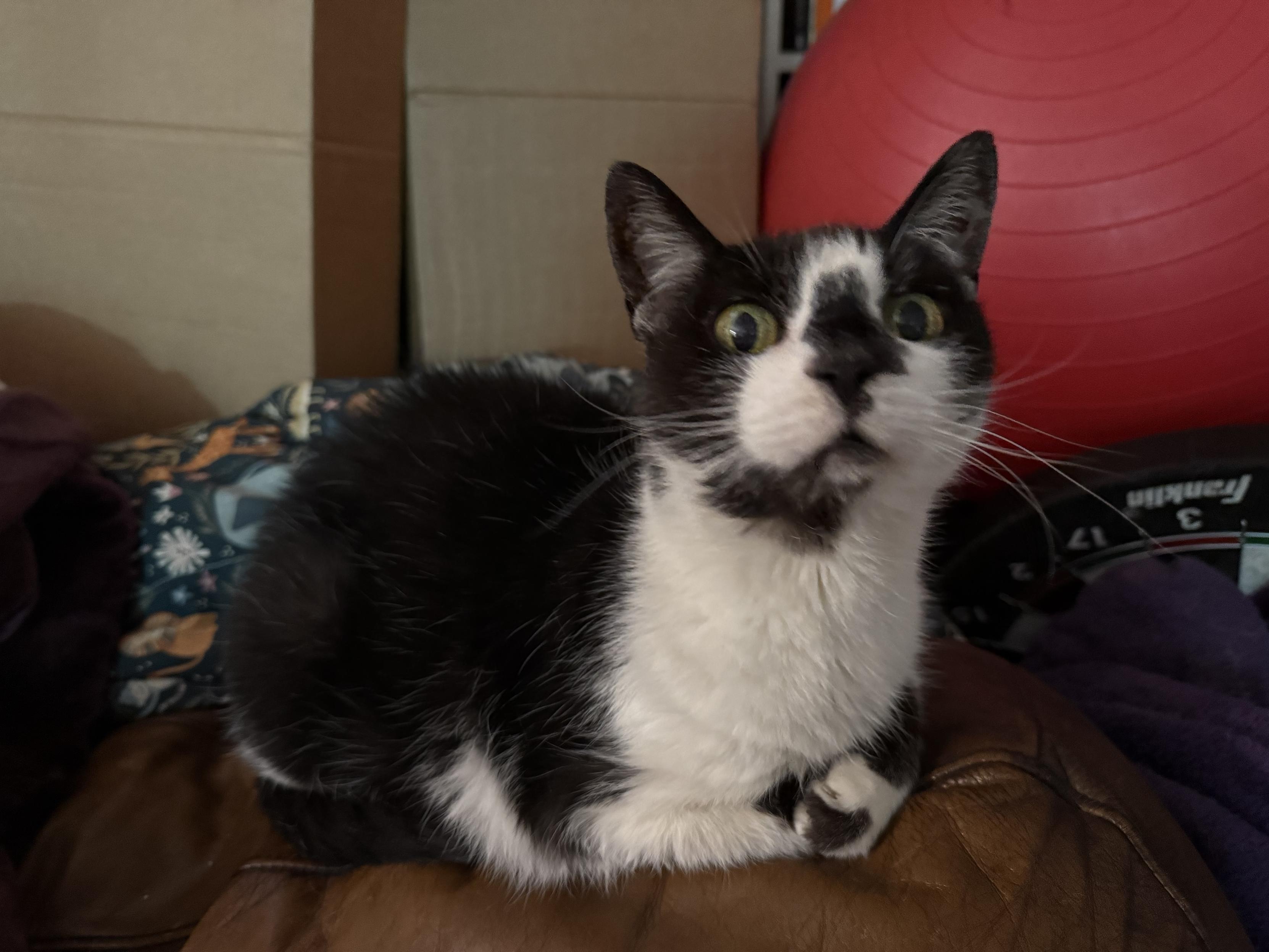 A very cute black-and-white tuxedo kitty looking off to the right from the camera view, sitting on the back of a brown leather couch with a red exercise ball and some cardboard boxes behind her. Her cute little front feet are curled up in chicken dinner position. 