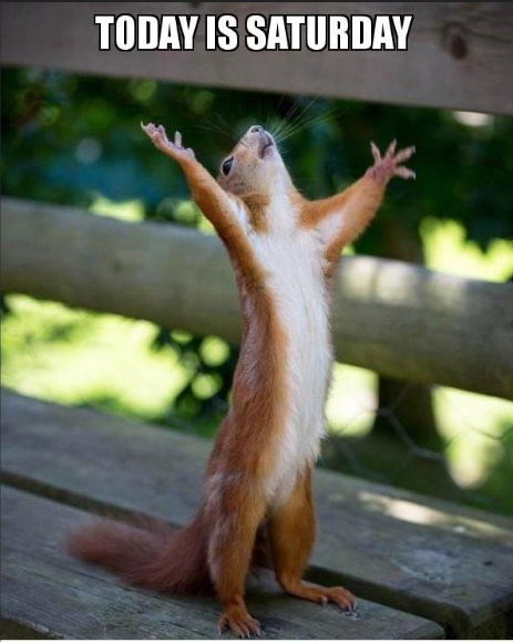 Picture a red squirrel standing upright on a wooden bench in a park showing us their white belly with their arms outstretched & head thrown back in joy.
The caption reads: “Today is Saturday!”

Credit DDG find.