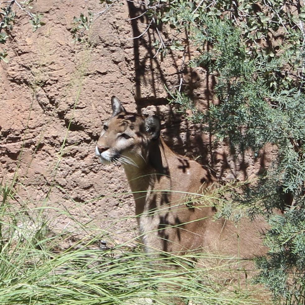 A photograph of a mountain lion sitting amid some desert grasses in the sparse shade of a mesquite up against the red rock wall of their enclosure at the Arizona Senora Desert Museum. Their head and shoulders are visible and their attention is fixed on something interesting off camera to the left. Its probably a kangaroo rat; they're always teasing the pumas.