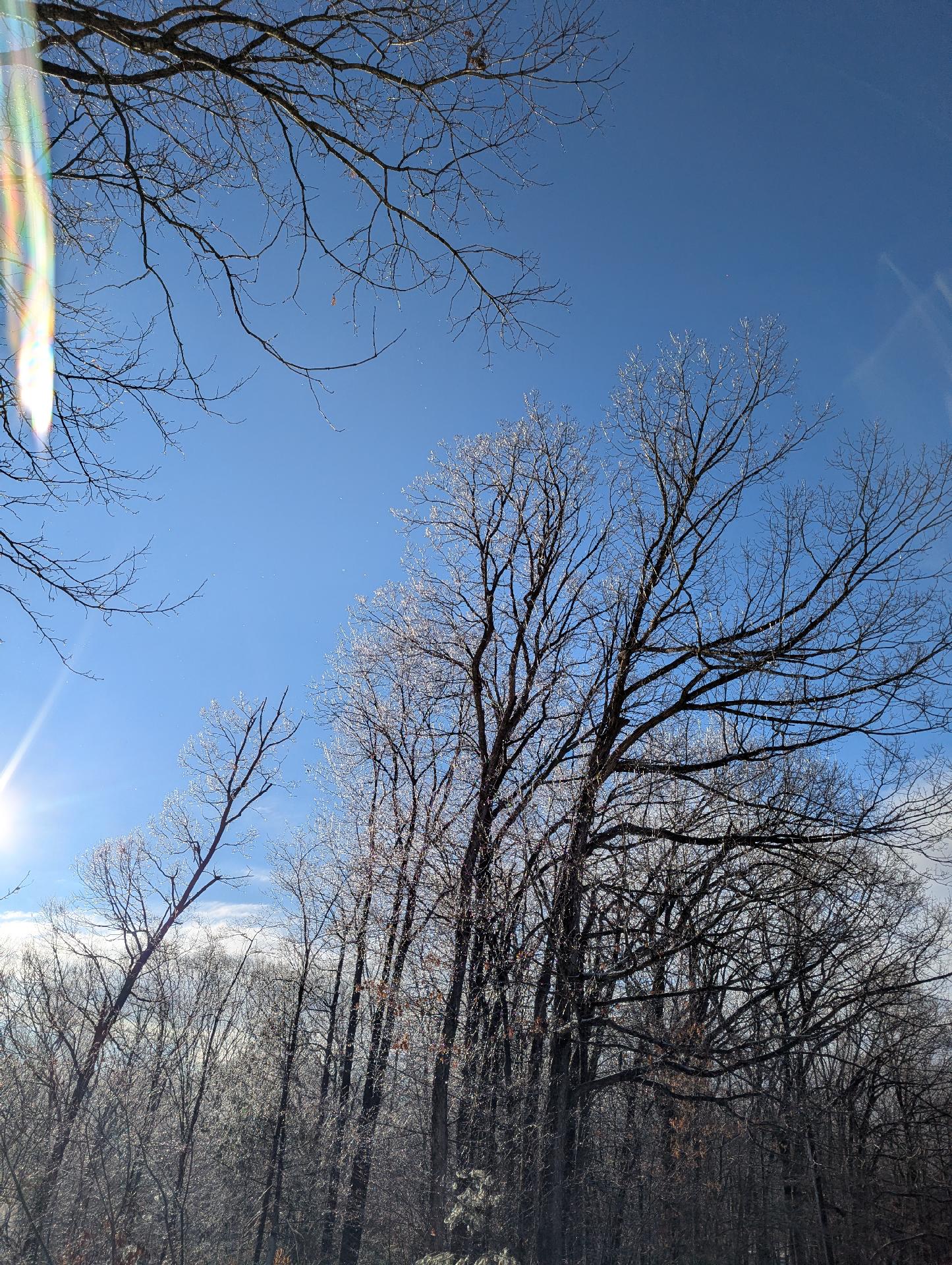The sun shining down and melting ice that had formed on tree branches overnight. The sky is blue and the melting ice crystals look magical