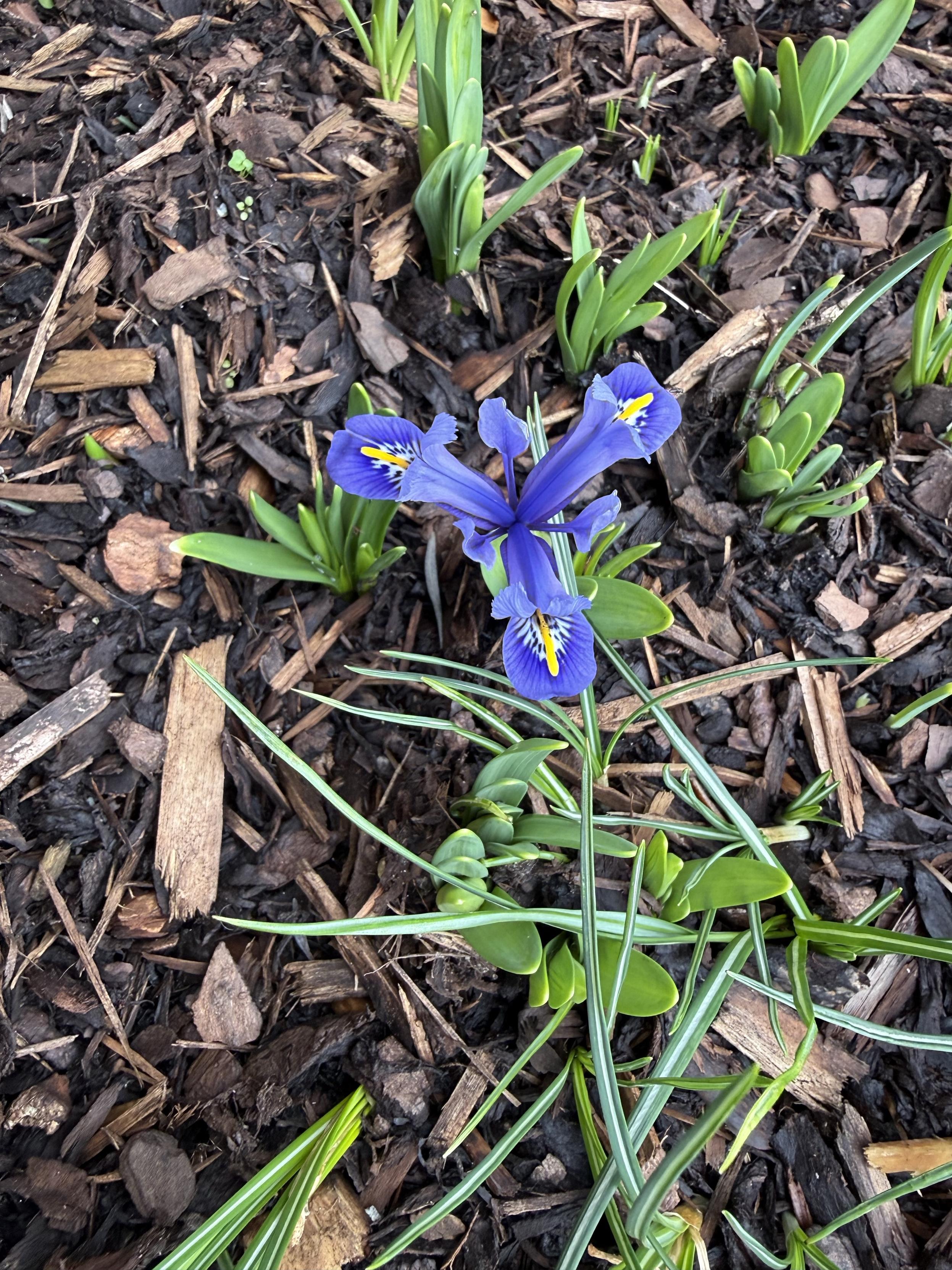 A vibrant blue iris flower with yellow markings is blooming among green leaves, set against a background of dark mulch and emerging plant shoots.