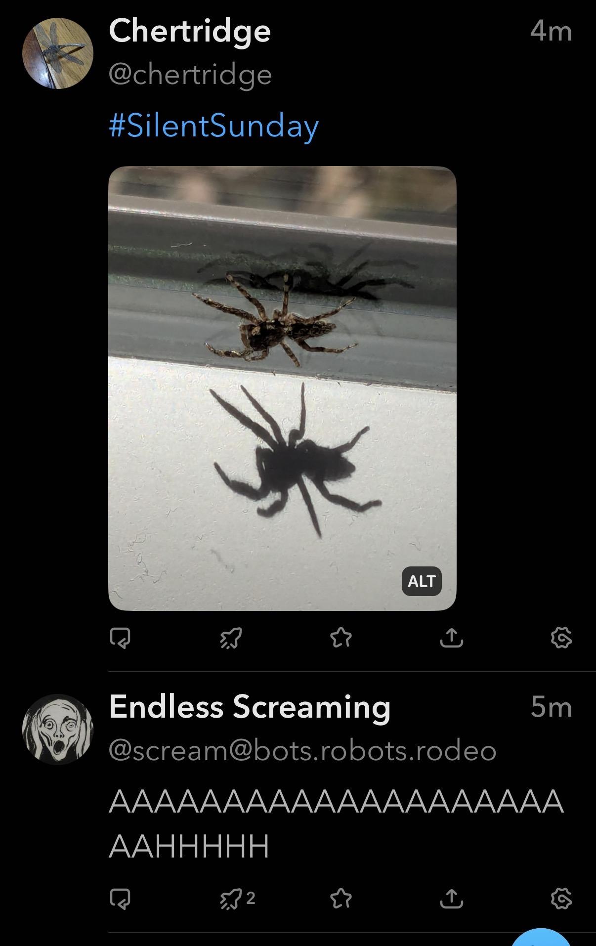A toot by @chetridge showing the SilentSunday hashtag and a photo of a brown spider whose shadow, which is cast below it, is much bigger. Immediately beneath the spider post is a toot by the Endless Screaming bot saying “AAAAAAAAAAAAAAAAAAHHHHH”
