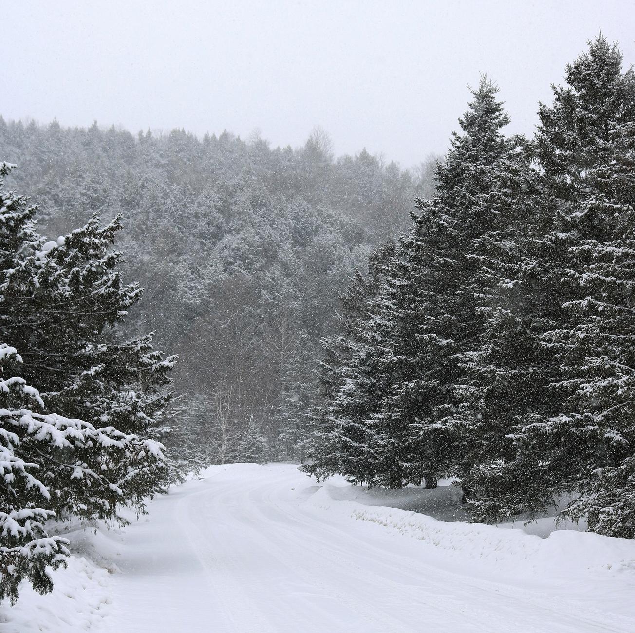 Photograph of a winter landscape under a snow shower, showing a road completely covered in white snow, lined with tall, dark green spruce trees, leading up to a hill also covered in forest. Car tracks are visible on the road, the sky is overcast and white, and the snowflakes falling from the sky contrast against the conifers.

Photographie d'un paysage hivernal sous une averse de neige, montrant une route complètement recouverte de neige blanche, bordée de grandes épinettes vert foncé, montant vers une colline elle aussi recouverte de forêt. Des traces de voitures sont visibles sur la route, le ciel est couvert et blanc, et les flocons tombant du ciel contrastent contre les conifères.