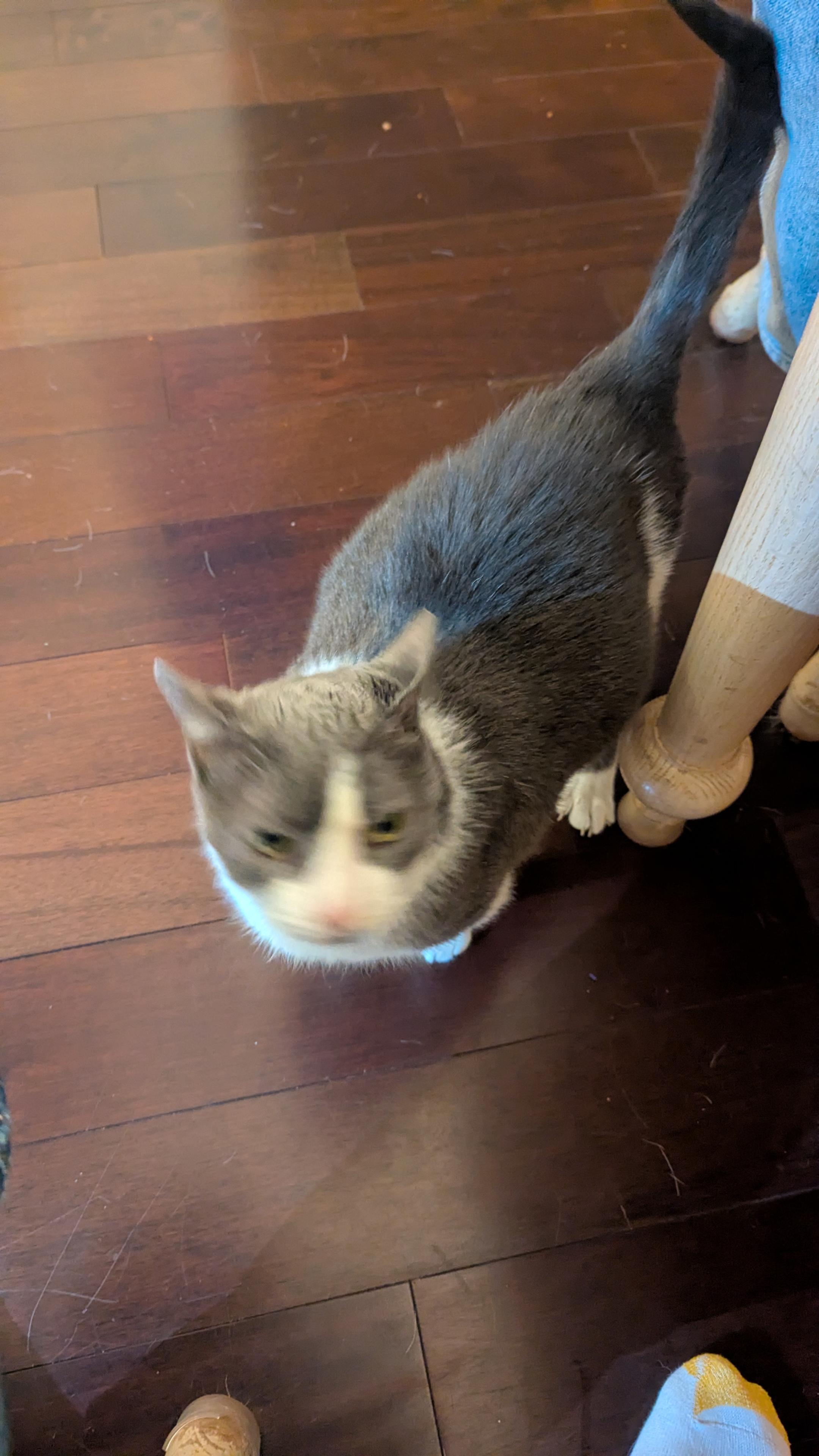 Our cat, Foggy. She has an angry face.