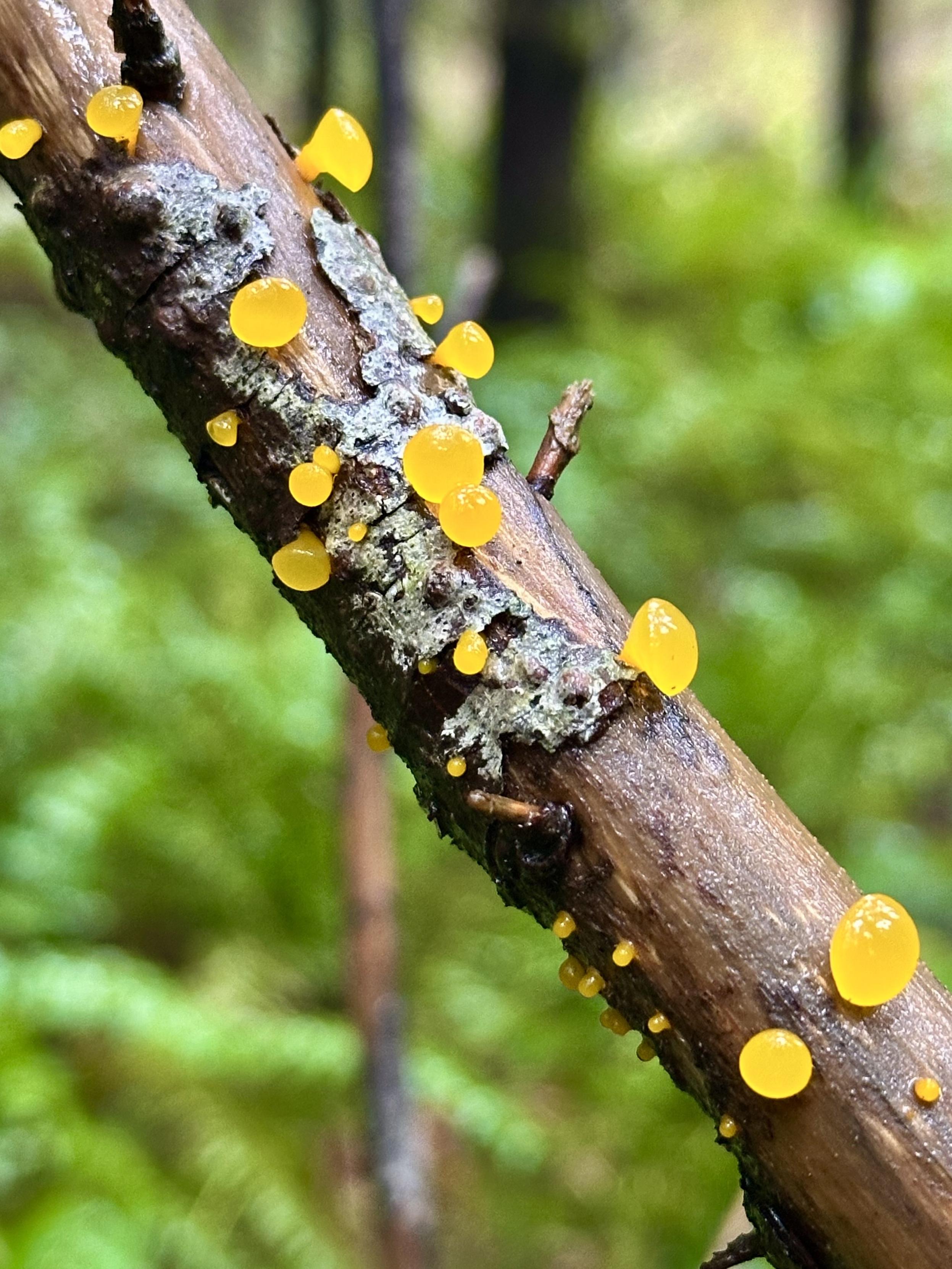 Bright yellow jelly fungi that resemble tiny balloons grow all around a decaying tree branch.