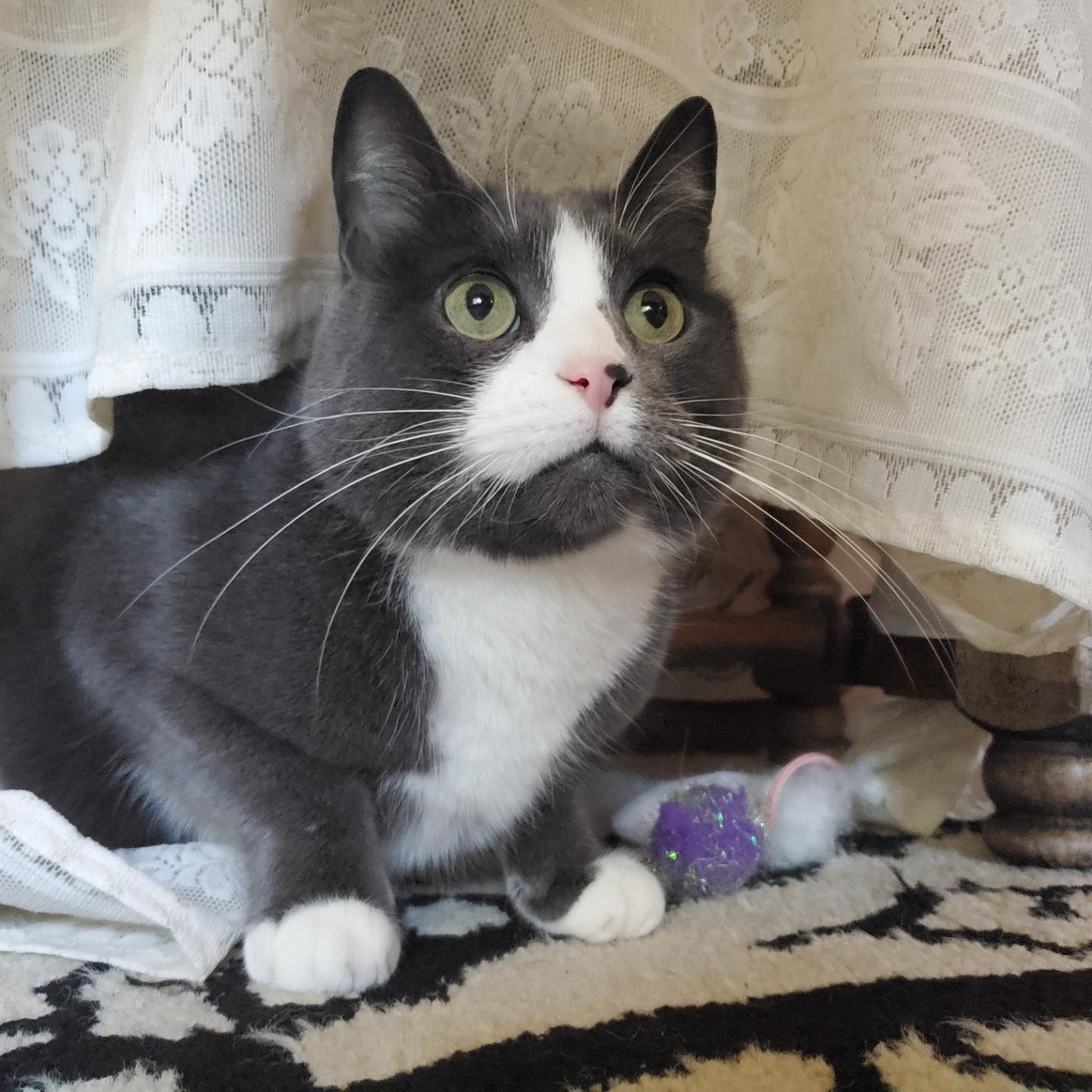 A gray tuxedo cat with striking green eyes looking upwards, partially obscured by a white lace tablecloth, and sitting on a black and cream patterned rug. A small purple toy is resting beside the cat.