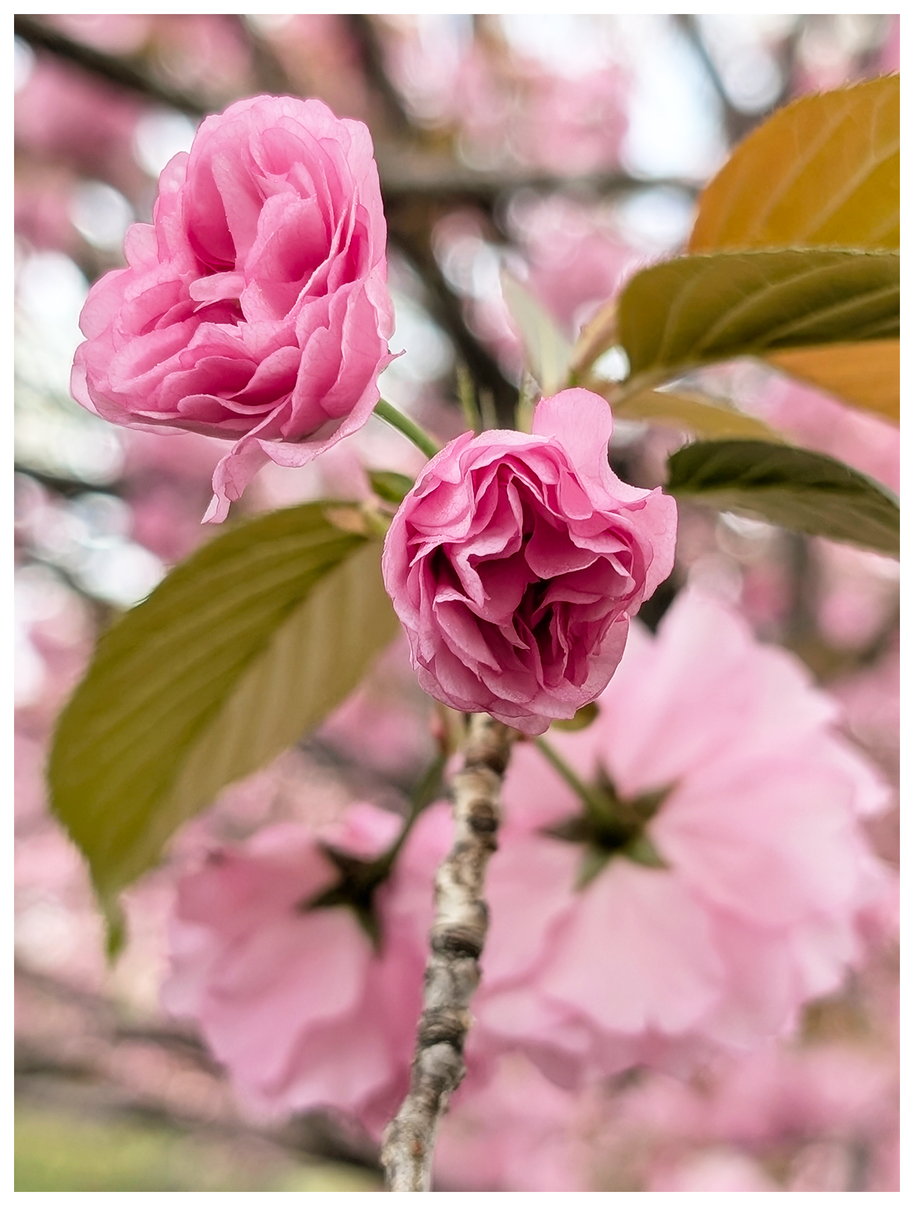 Close-up of two pink cherry blossom flowers in full bloom, with delicate layered petals. Green leaves and a brownish branch are visible. The background shows more blurred pink blossoms