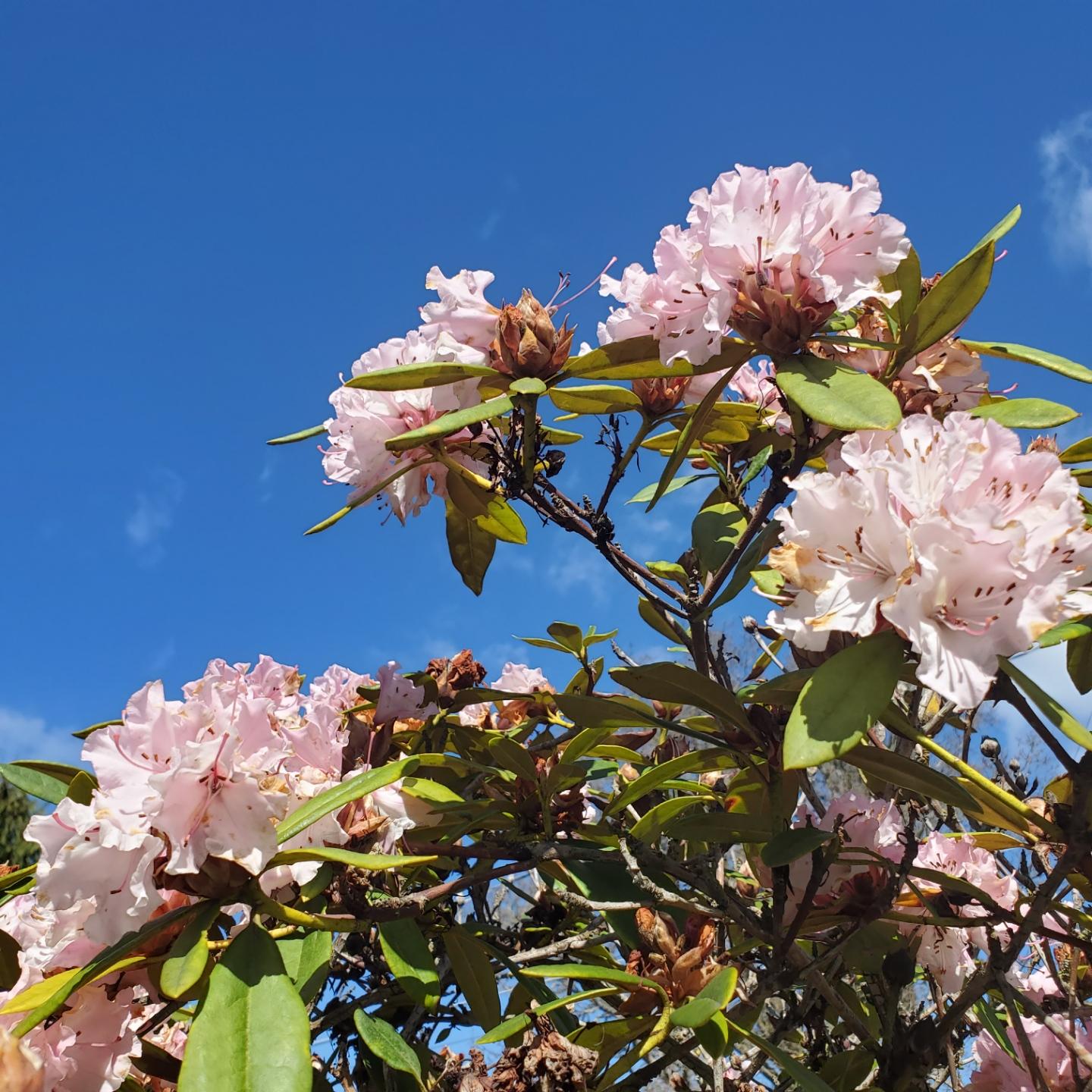 Clusters of pale pink rhododendron flowers with green leaves against a bright blue sky with wispy clouds.