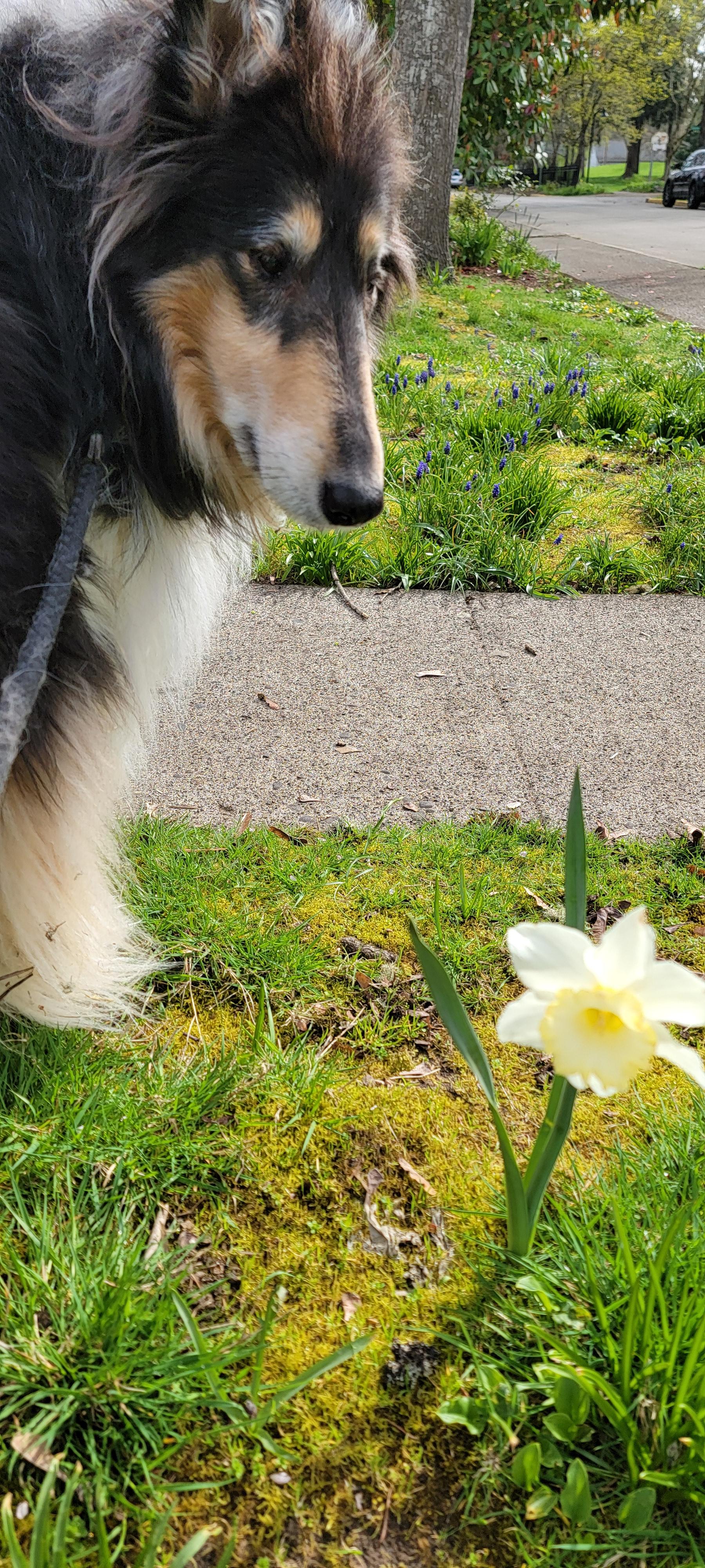 Collie contemplating a daffodil
