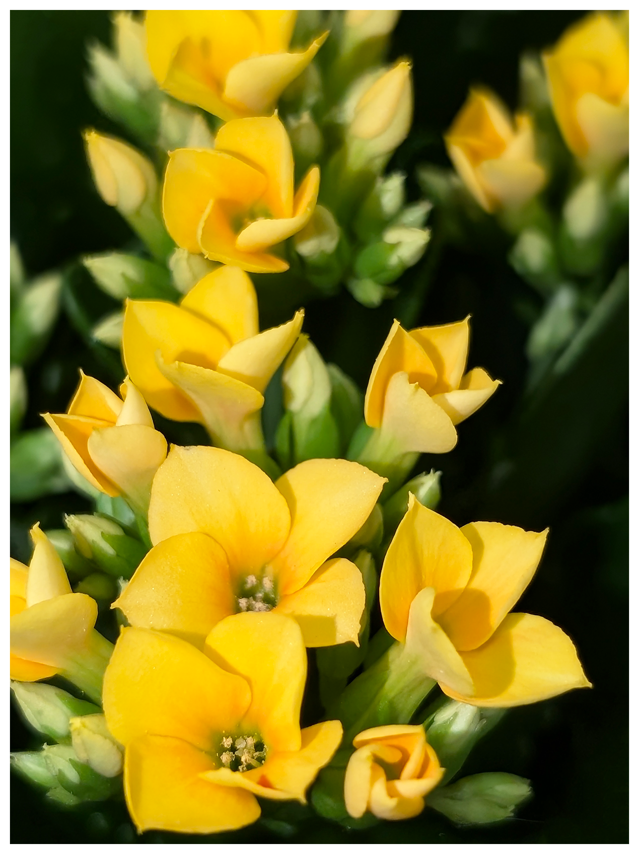 close-up of potted, yellow flower and many buds. the background is black.