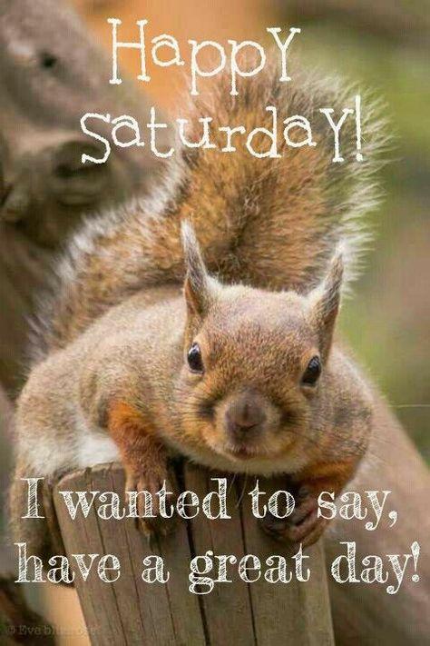 Picture a close up of a squirrel laying on a fence their head pointed towards us.
The caption reads: “Happy Saturday! I wanted to say, have a great day!”

Credit: Pinched from a peep.