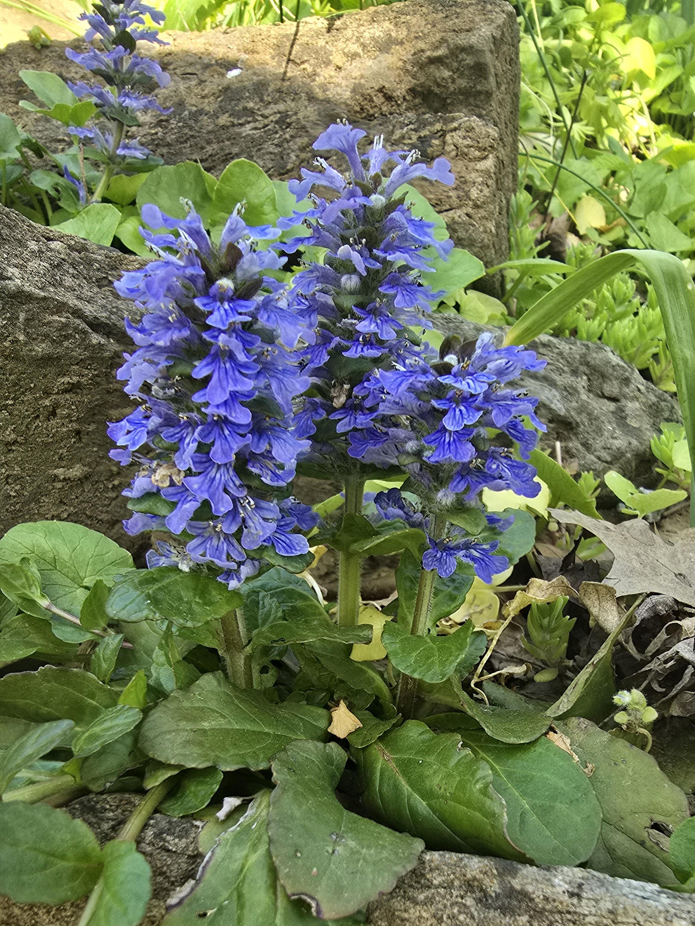 Some kind of upright purple flowers in the woods💜