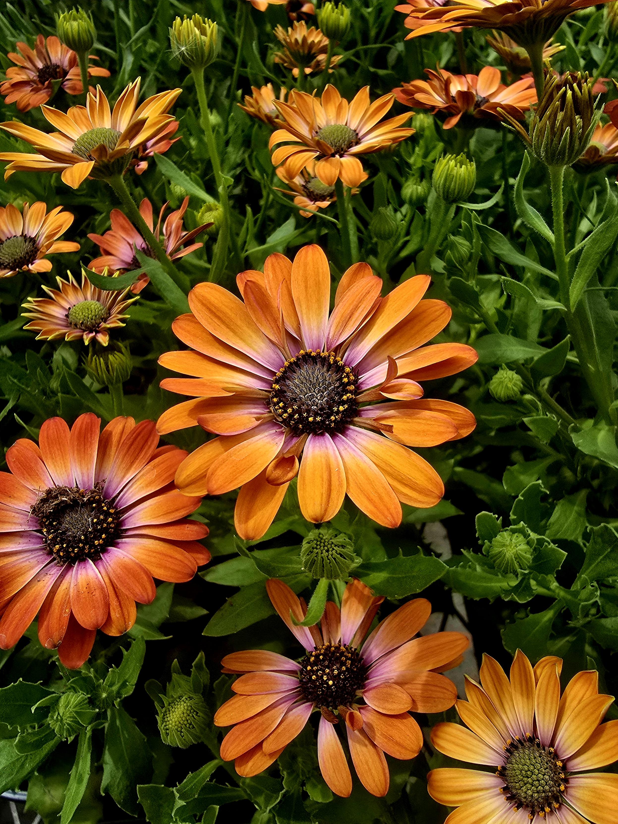 The flowers that inspired the day drinking.
Margarita daisies.
Hawt! ❤️‍🔥