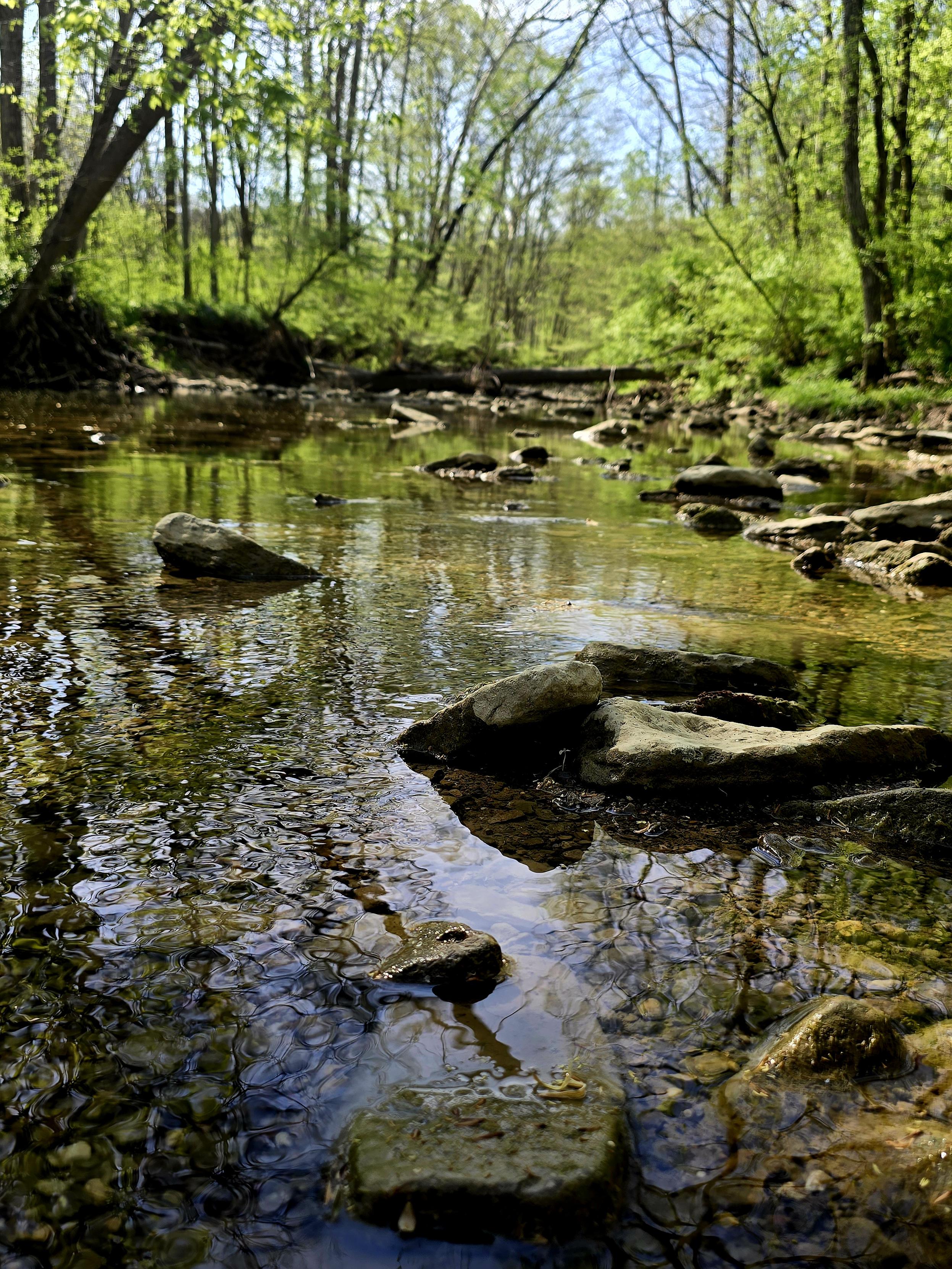 Wallflower crossed a shallow stream and took a pic of the rocks to the trees