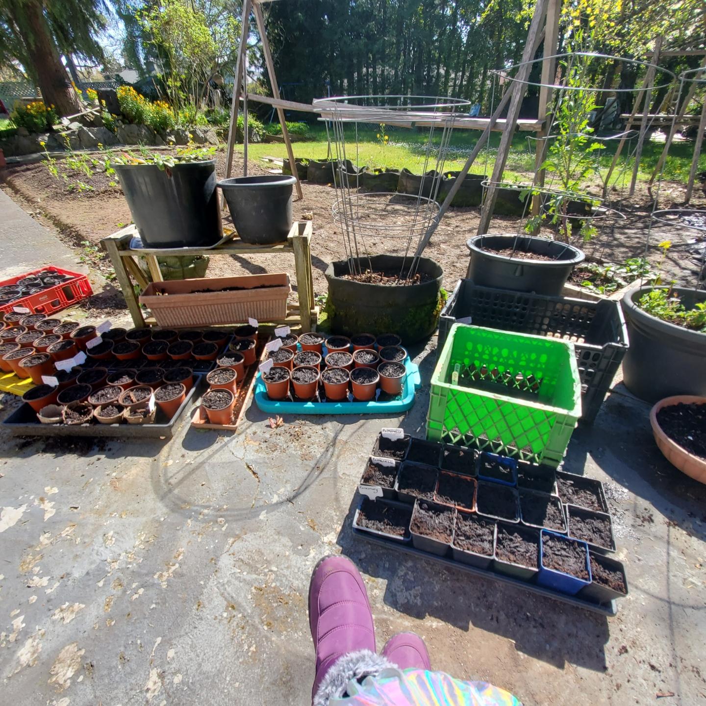 Rows of small potted seedlings and empty seed trays are arranged on the ground and on shelves outdoors, with large black planters and garden trellises in the background.