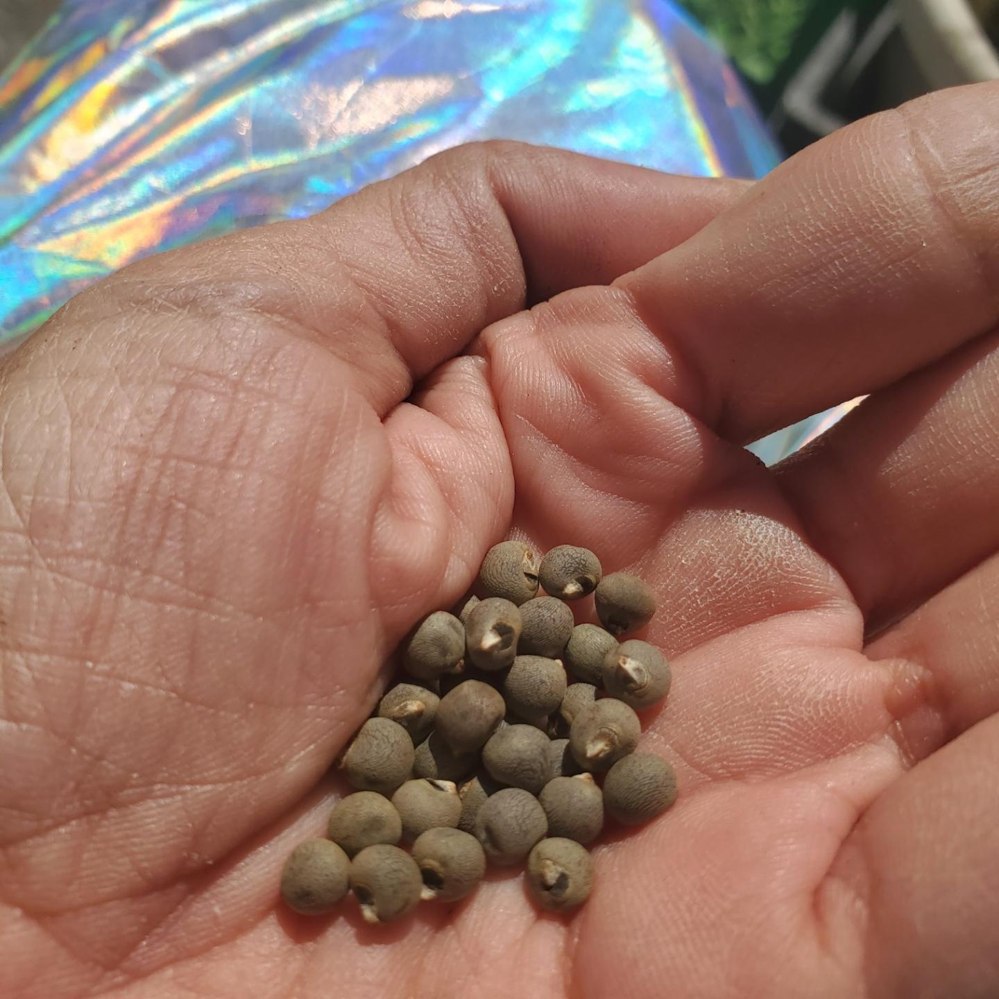 Okra seeds in my left hand. Round, brown ball seeds.