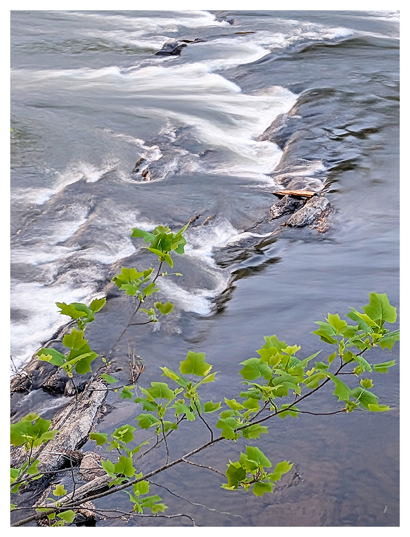 a branch with new green leaves extends over a gently flowing river. the water moves smoothly around a line of rocks, creating soft white currents.
