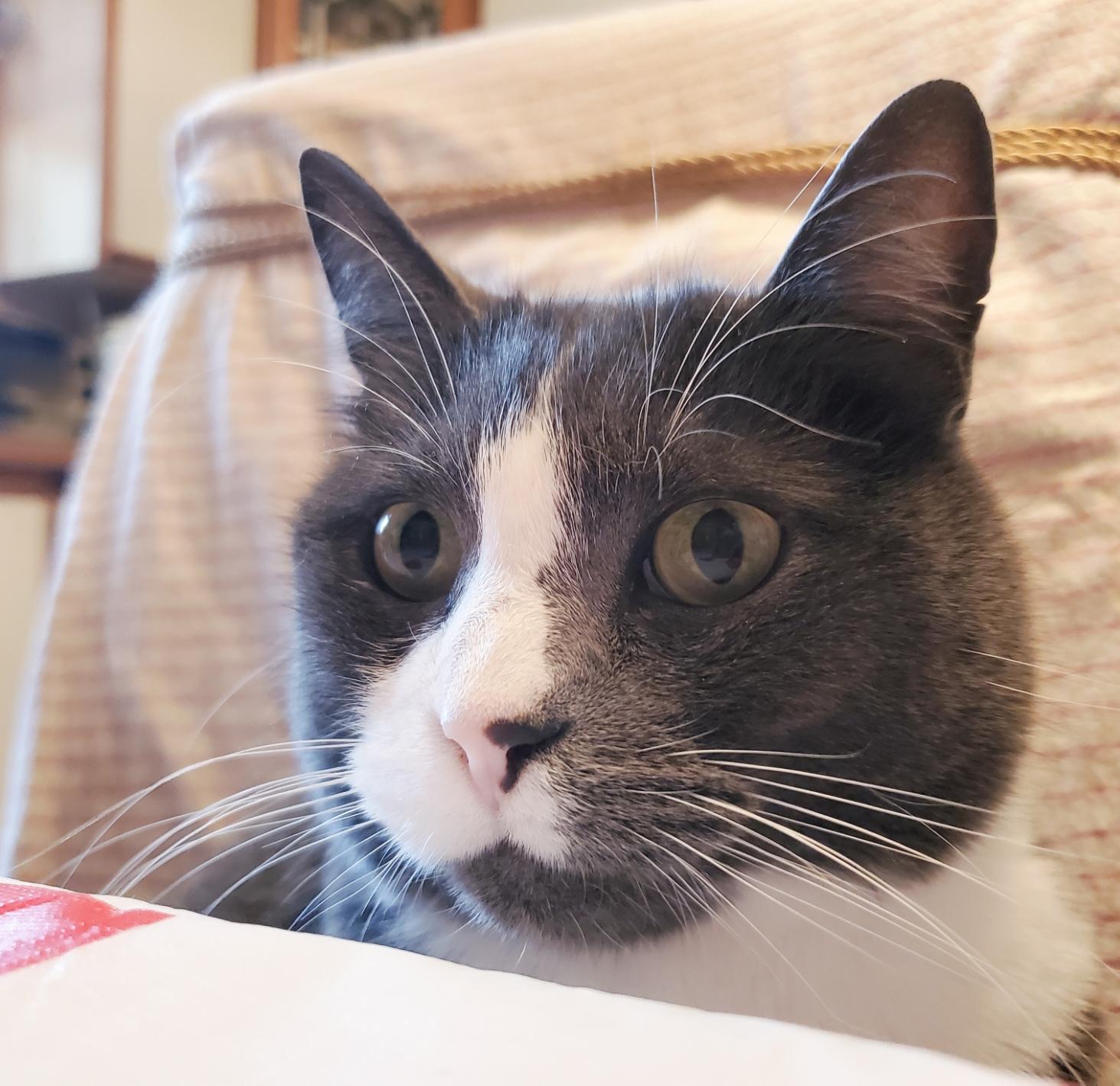Close-up of a grey and white tuxedo cat's face peeking over the edge of a white table surface, with its green eyes wide and alert, against a blurred background of patterned fabric.